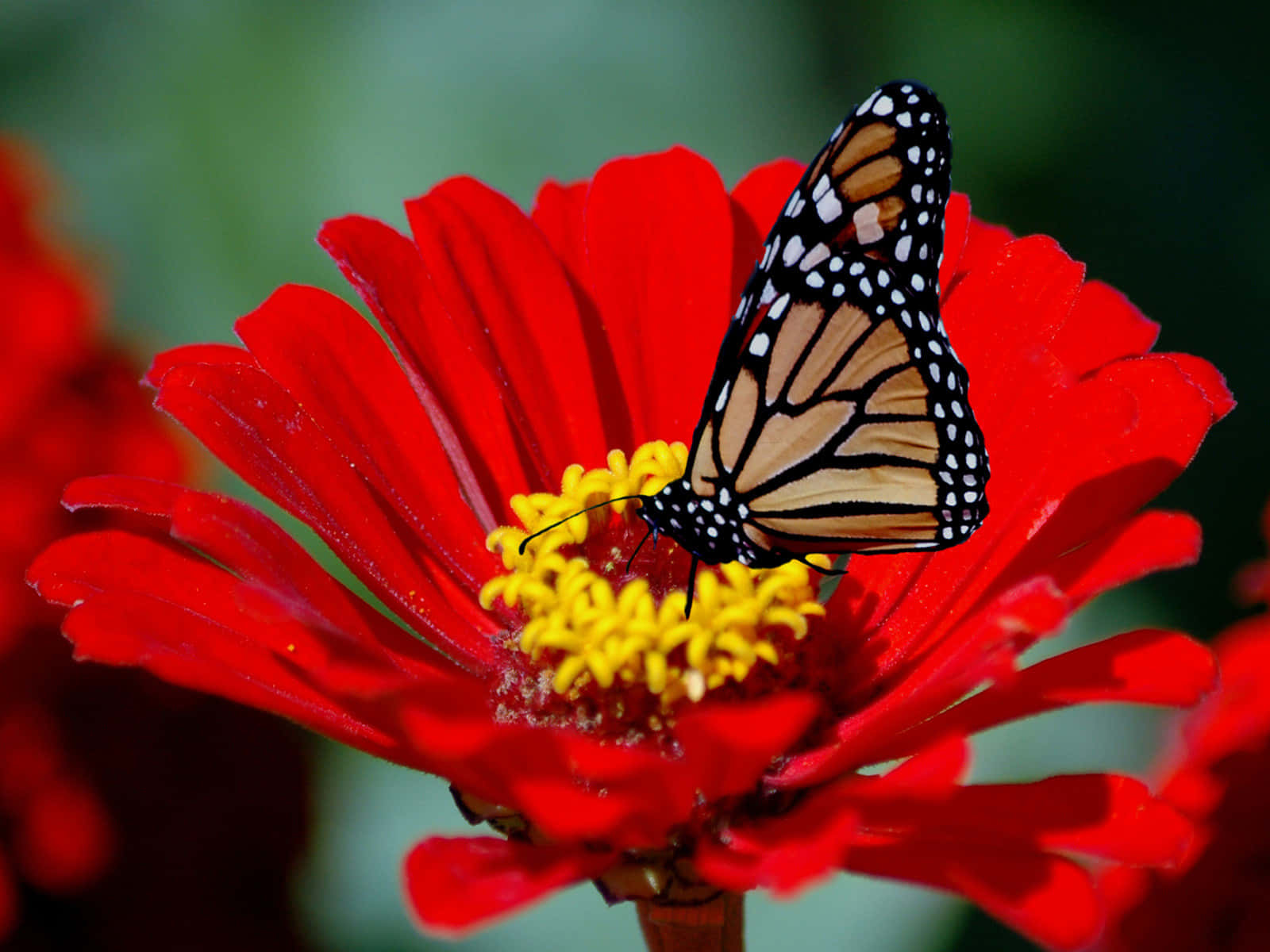 A Vibrant Red Butterfly Perches Peacefully On A Branch Background