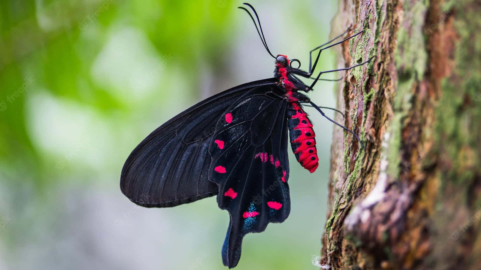 A Vibrant Red Butterfly Sparkles Against A Lush Green Field Background