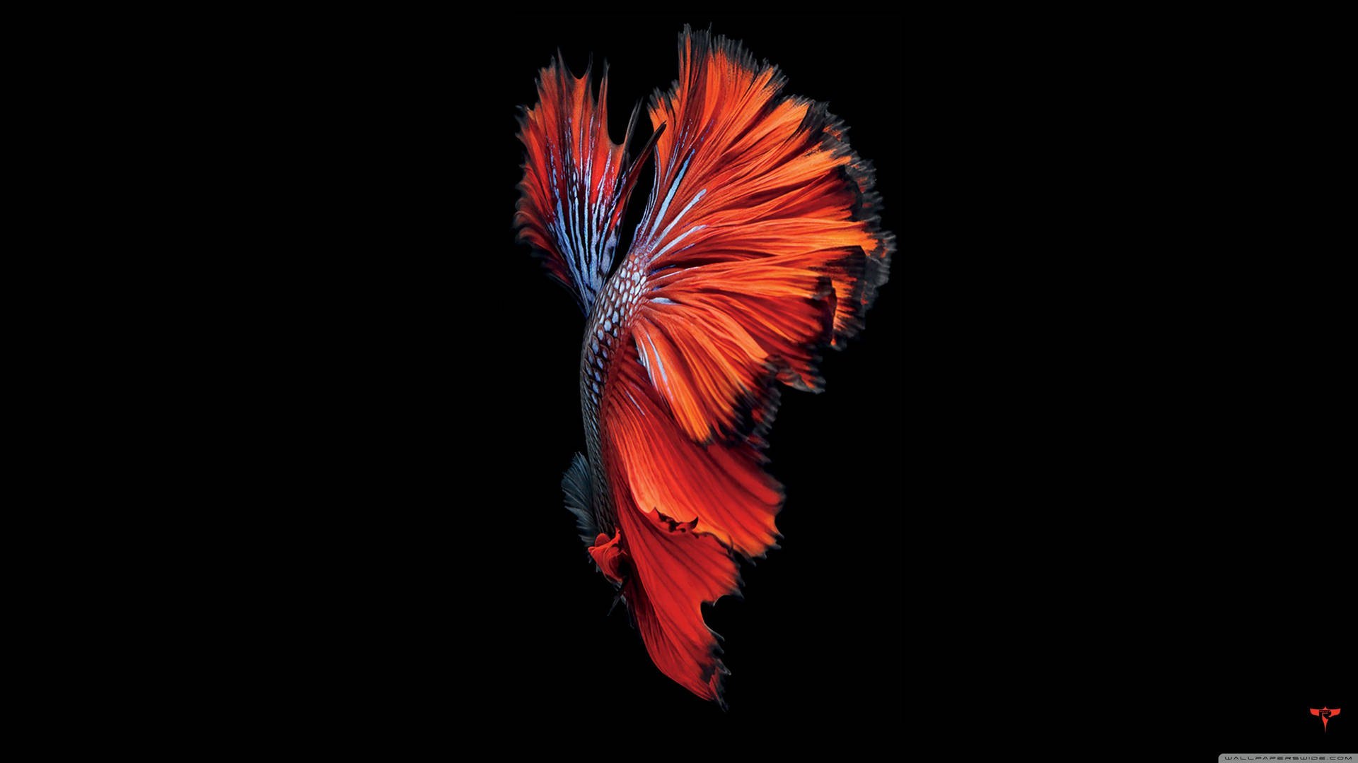 A Vibrant Red Fish Swimming Through A Crystal-clear Ocean. Background