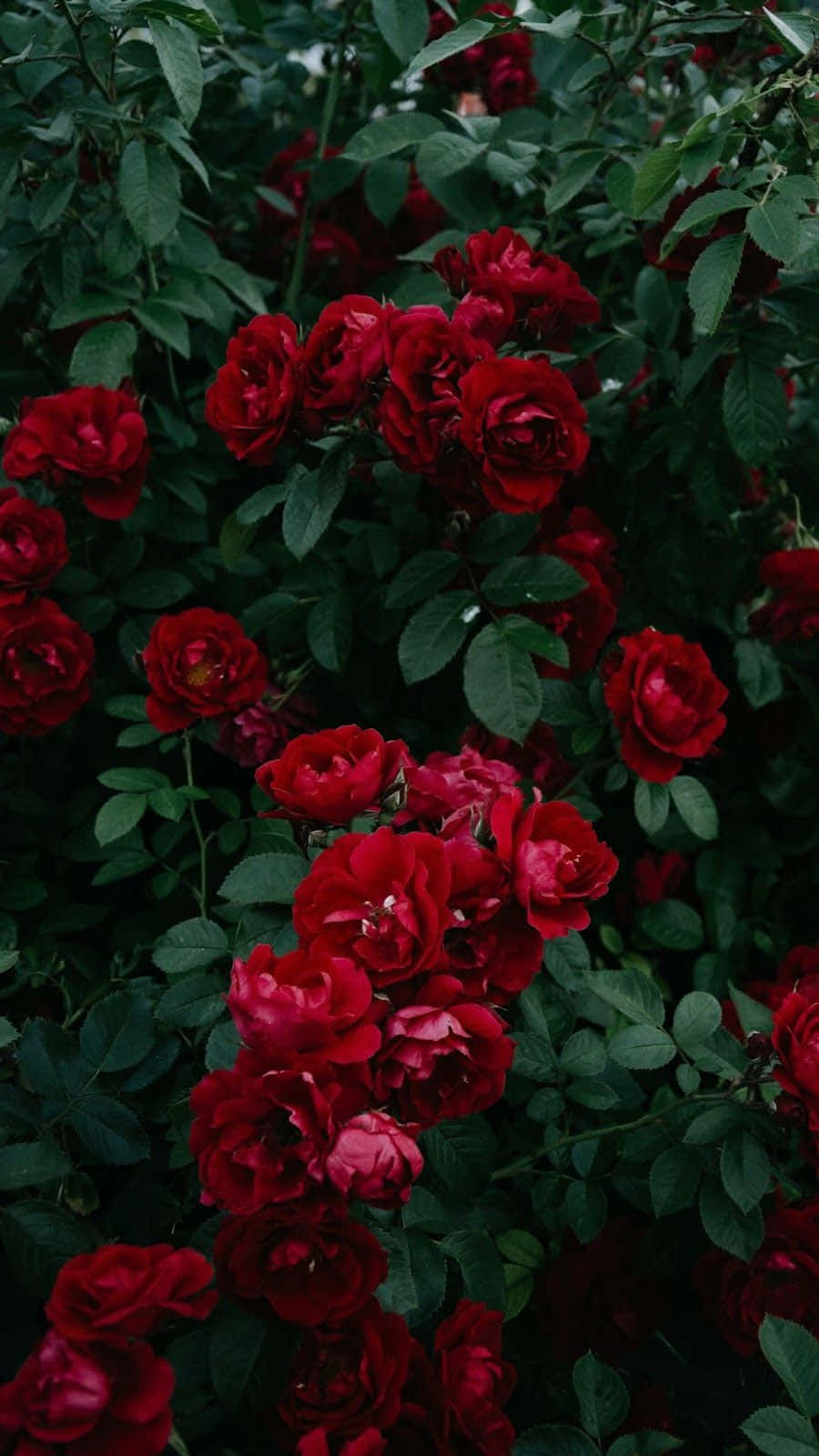 A Vibrant Red Flower Aesthetic To Brighten Up Your Day Background