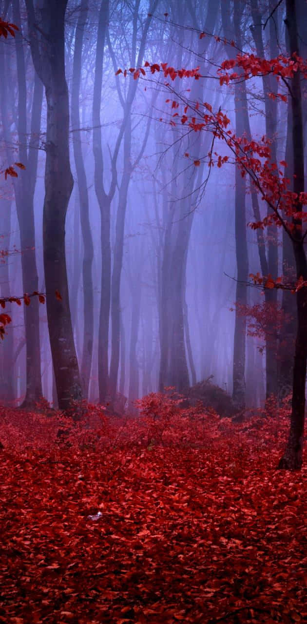 A Vibrant Red Forest In An Autumn Scene Background