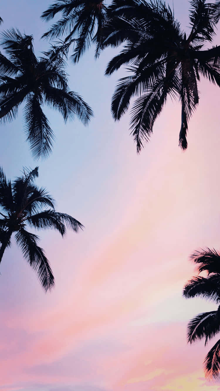 A Vibrant Scenic View Of A Beach With An Aesthetic Palm Tree In The Foreground