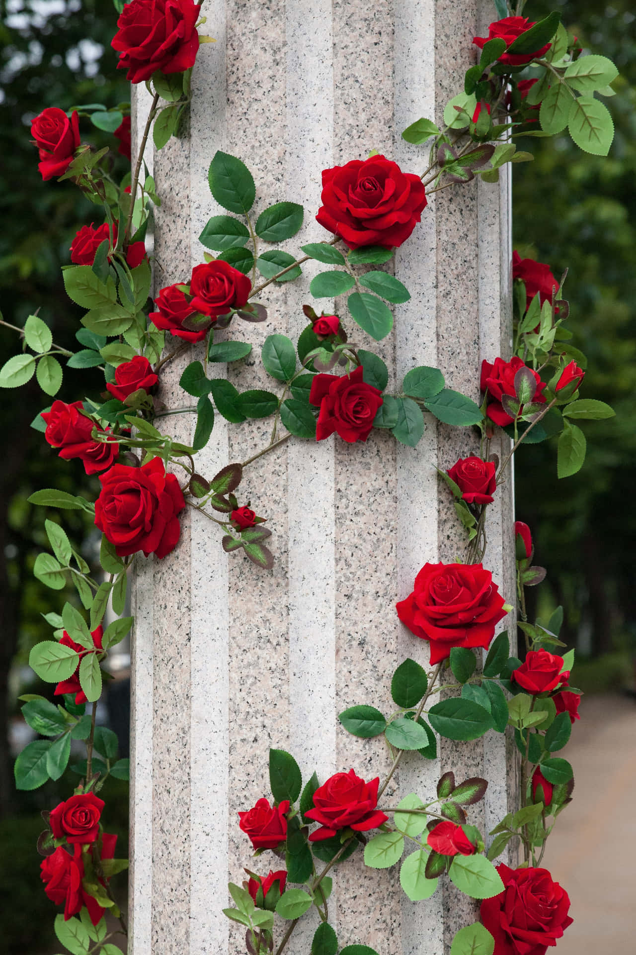 “a Vibrant Symbol Of Love, The Cute Rose.” Background