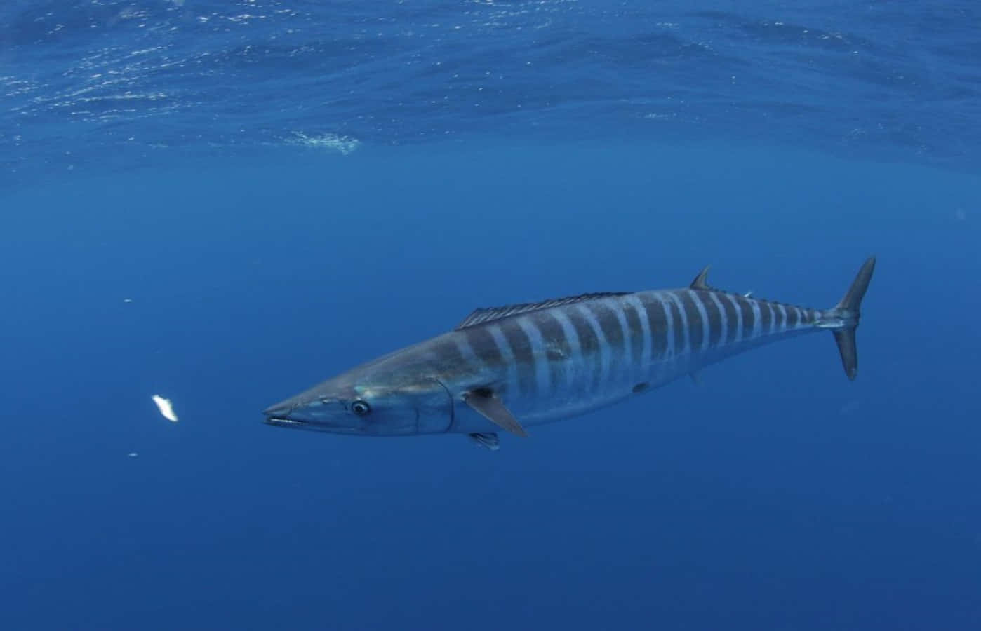 A Vibrant Wahoo Fish Swimming Underwater In Its Natural Habitat.