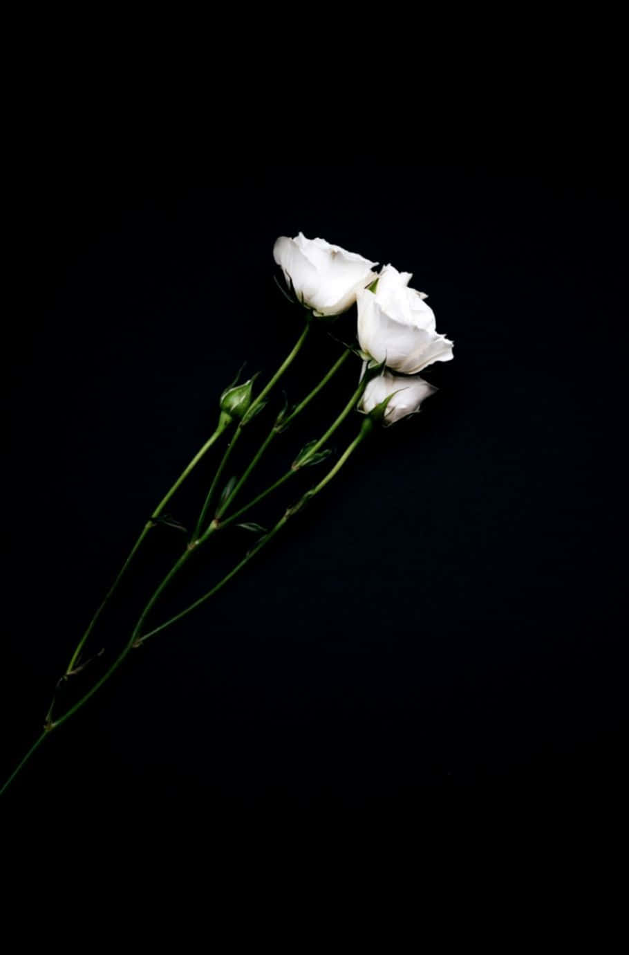 A Vibrant White Rose, A Symbol Of Purity And Elegance