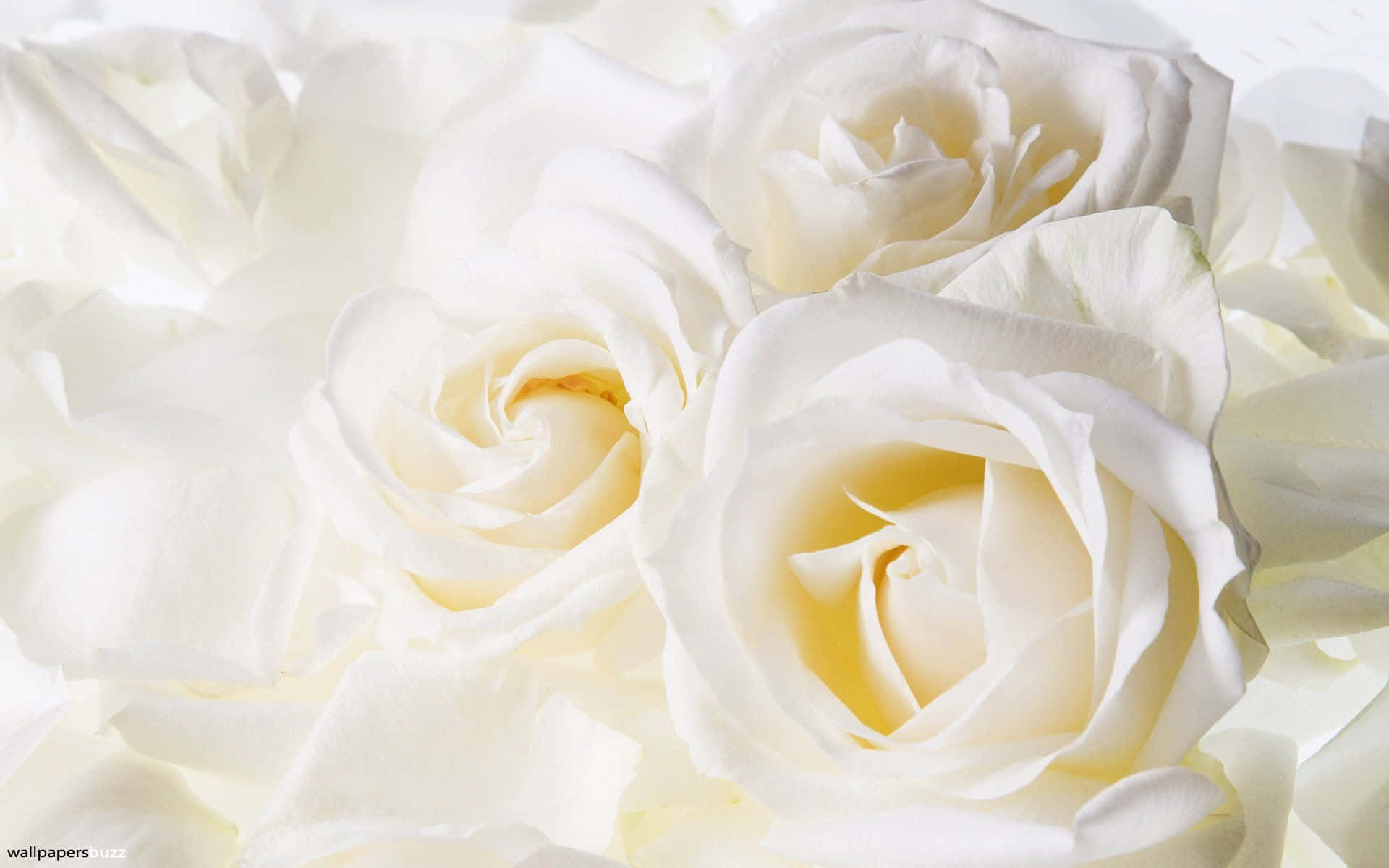 A Vibrant White Rose Captures Attention In The Garden