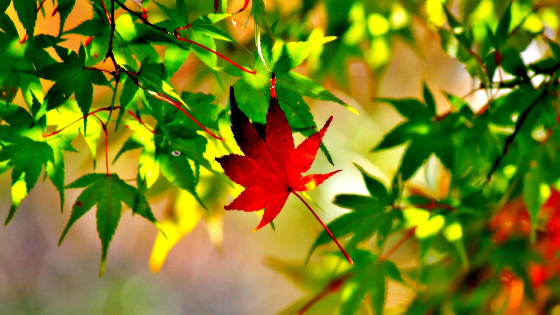 A Vibrant Yellow Autumn Leaf In The Foreground Of A Natural Landscape Background