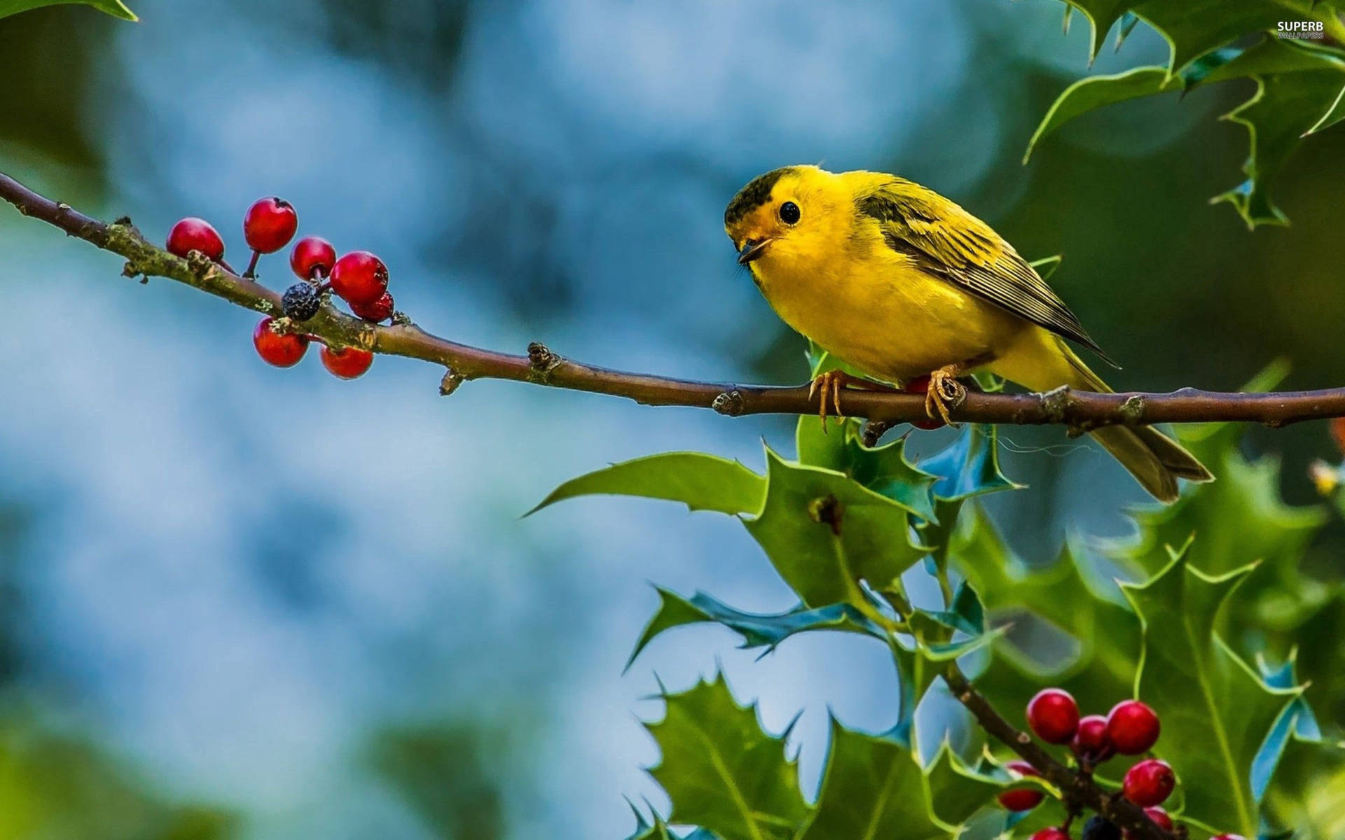 A Vibrant Yellow Bird Forages For Berries Background
