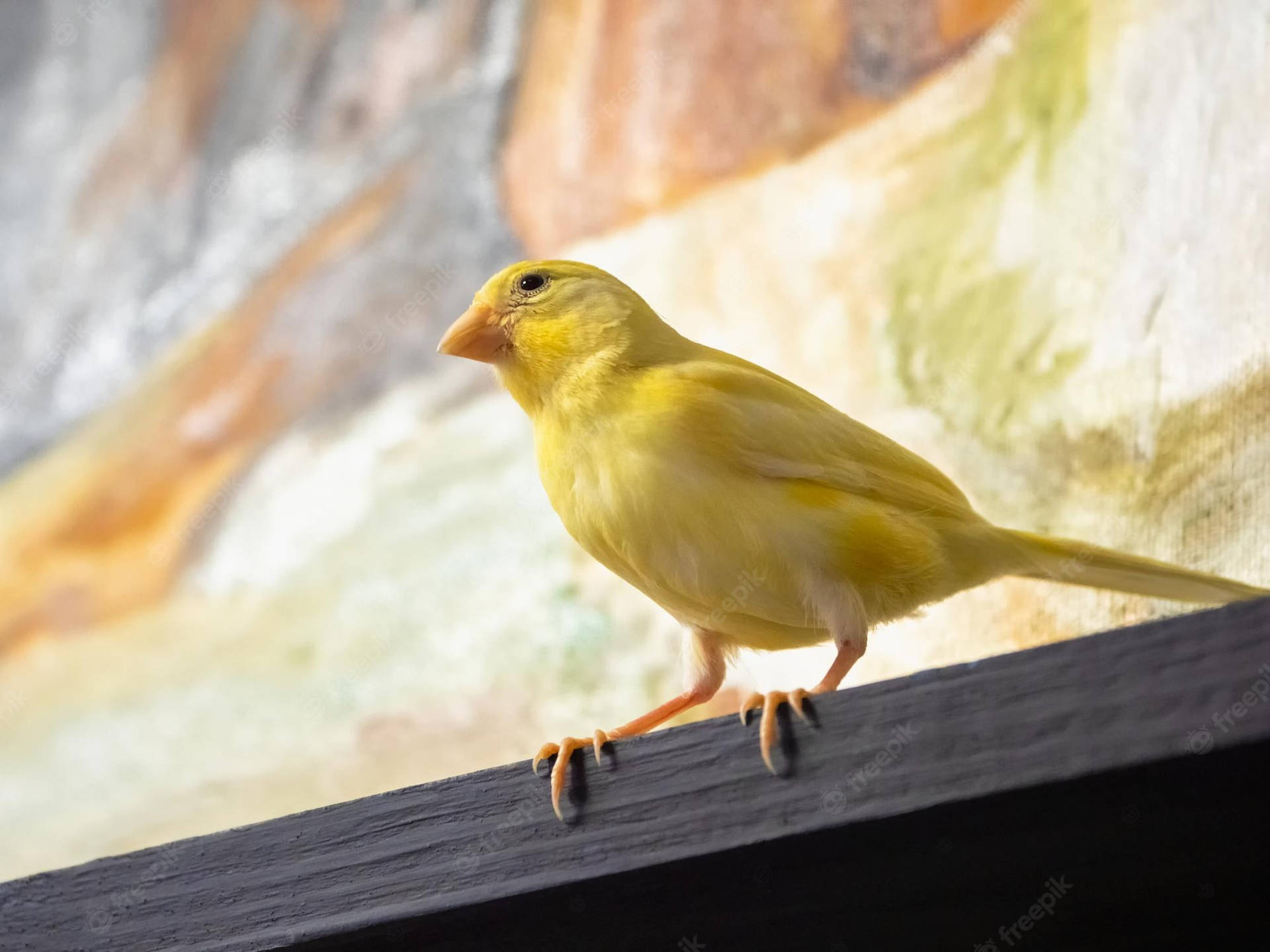 A Vibrant Yellow Canary Bird Perched On A Desk Background