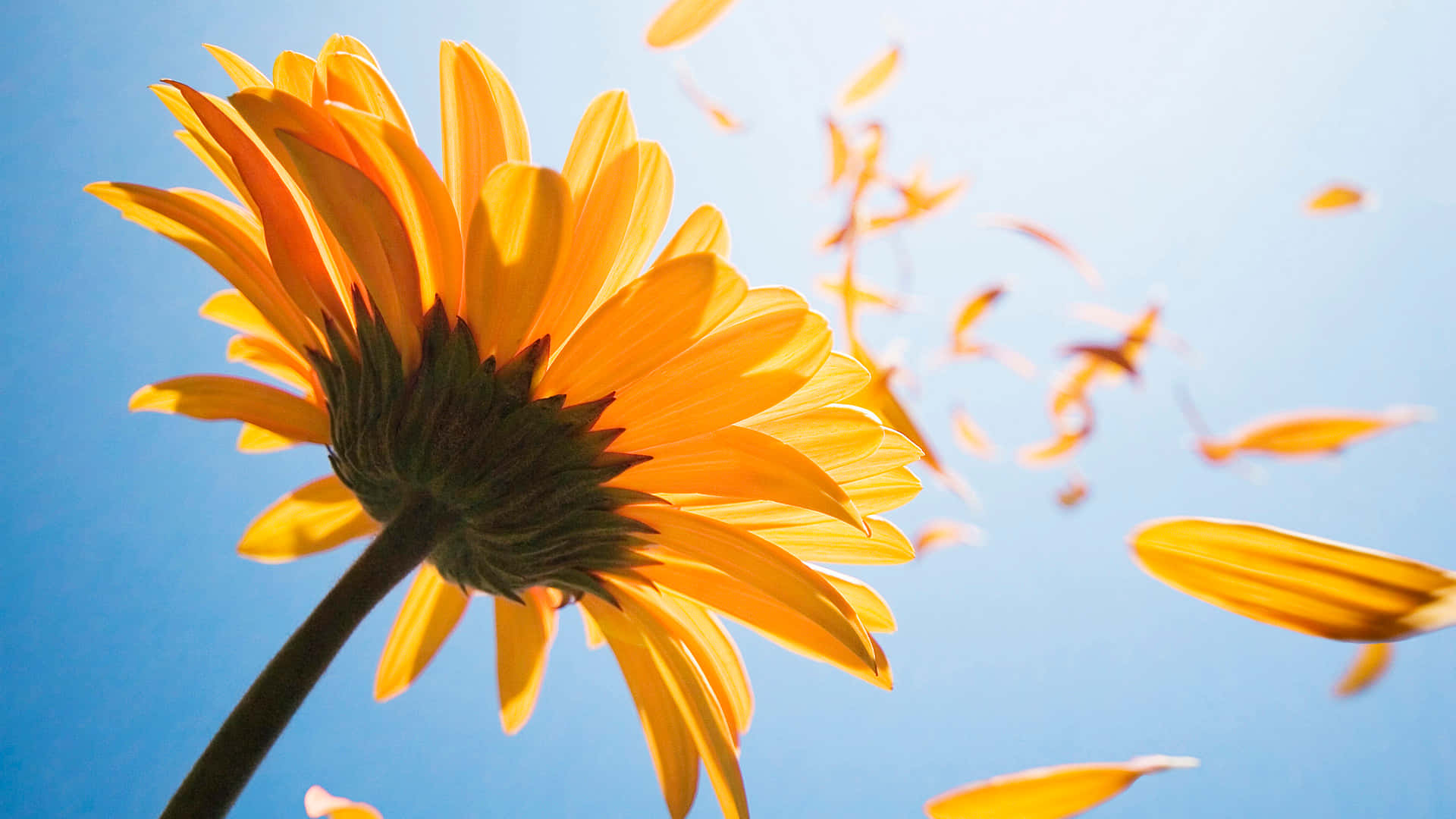 A Vibrant Yellow Flower In Close-up Against A Clear Blue Sky Background