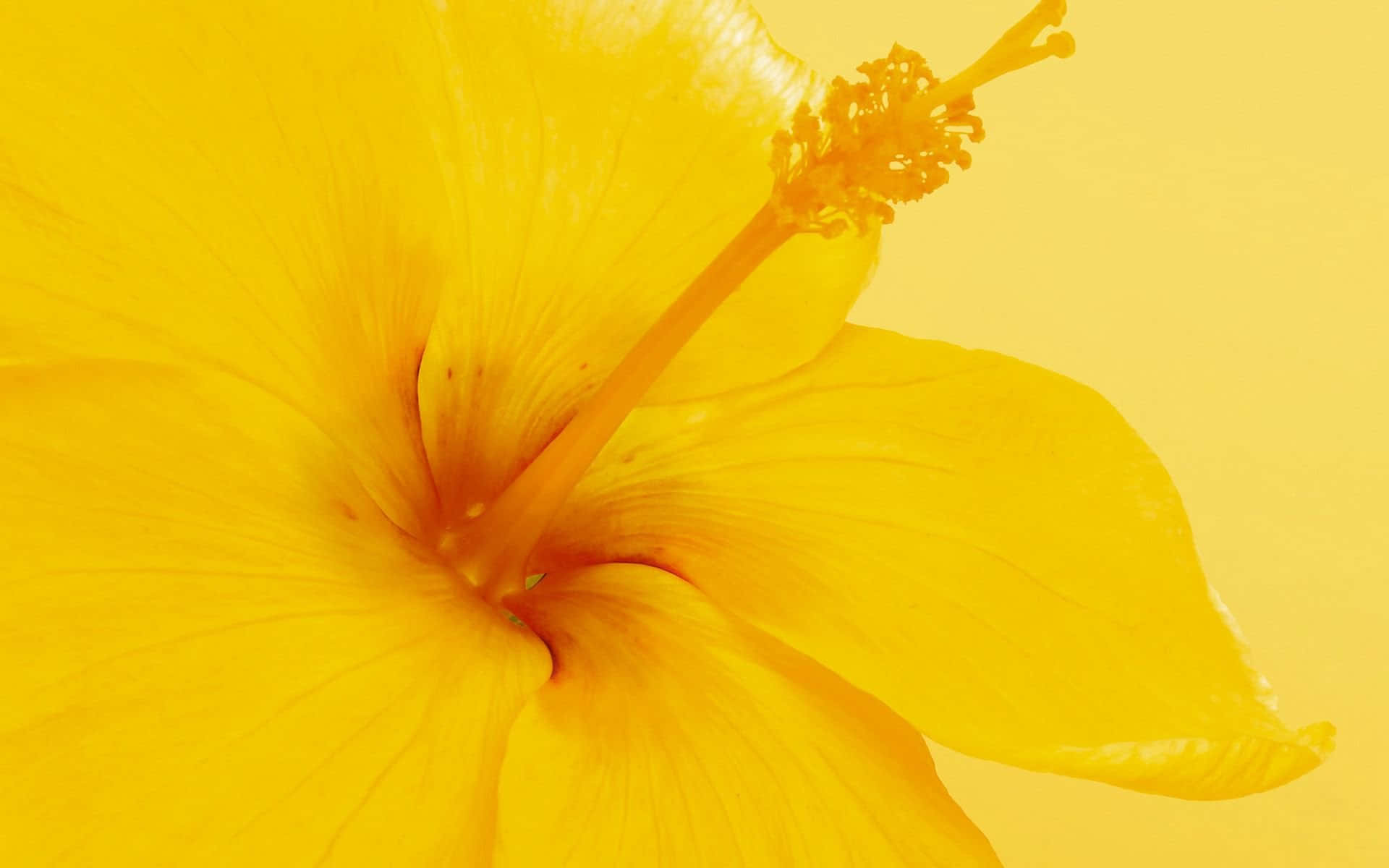 A Vibrant Yellow Flower In Full Bloom Background