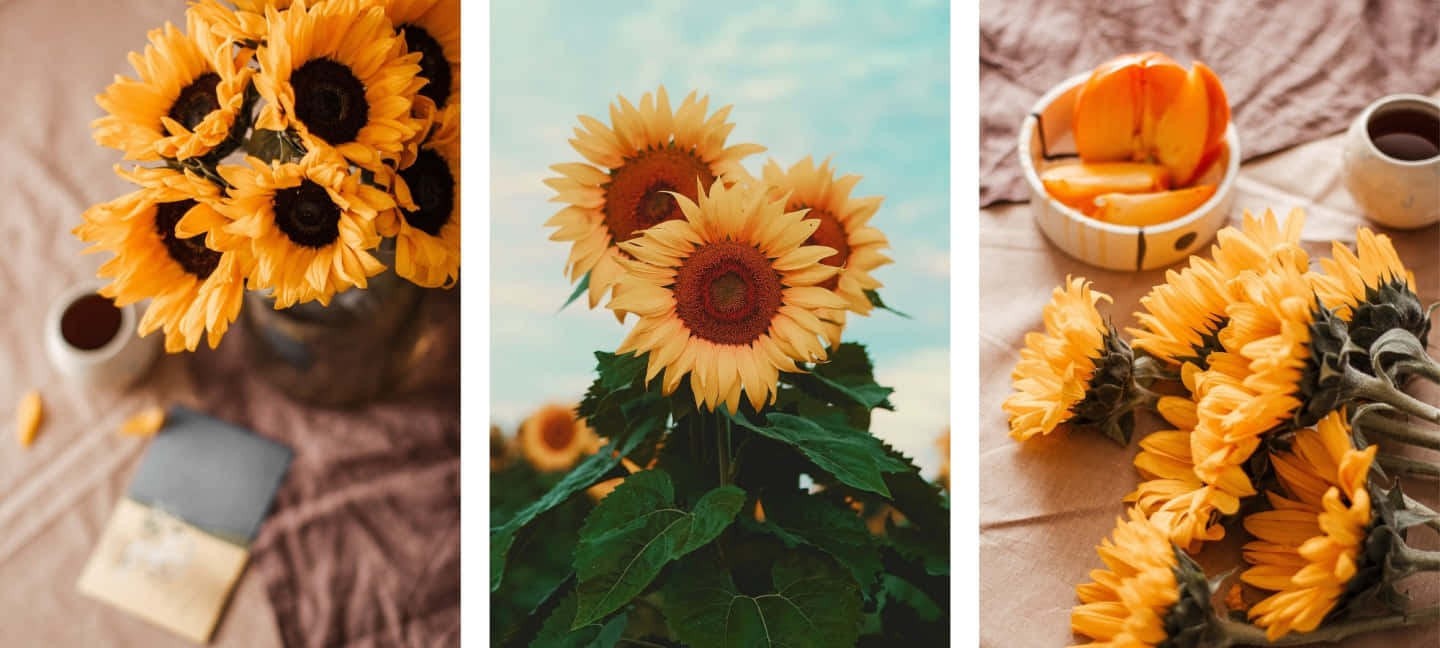 A Vibrant Yellow Sunflower Encapsulating A Field Of Summery Yellow Hues. Background