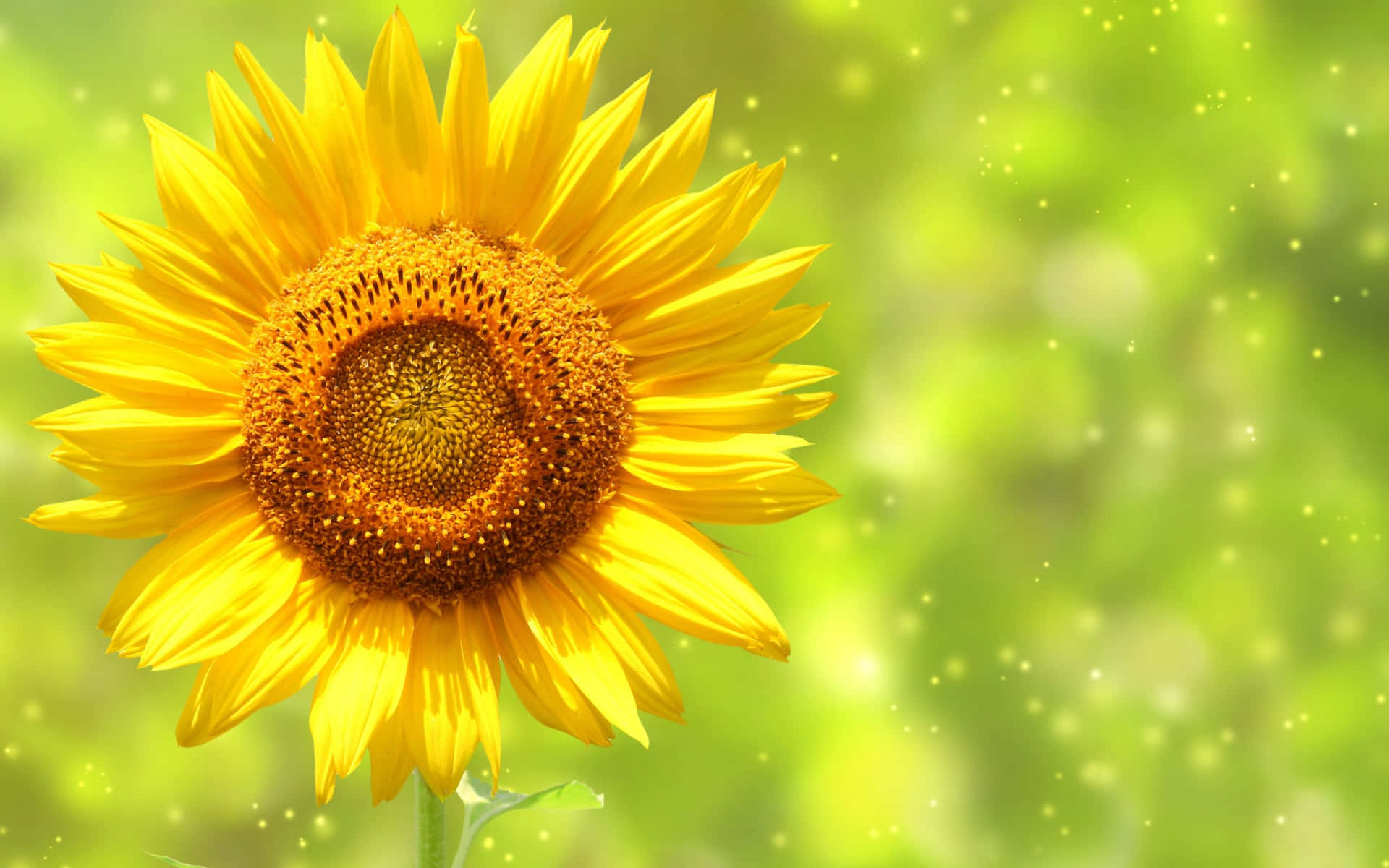 A Vibrant Yellow Sunflower Smiles At The Camera. Background