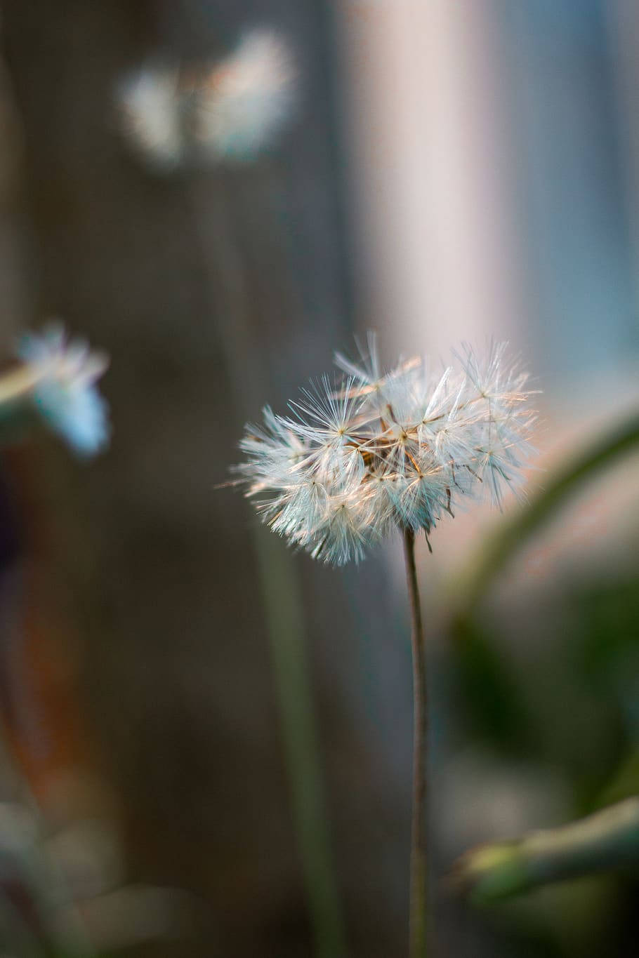 A Vibrant Zoom Flower Illuminated By The Sun Background