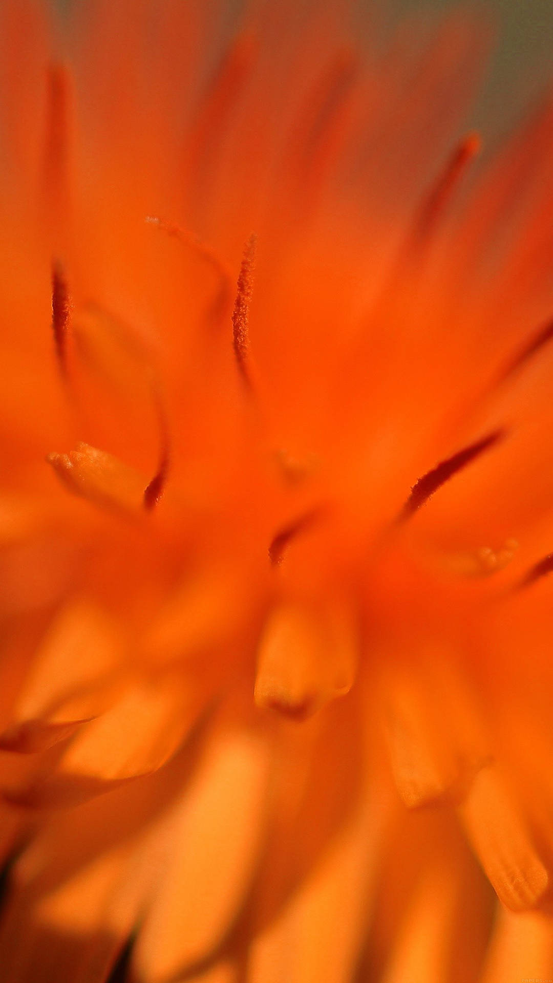 A Vibrant Zoom Flower With Beautiful Pointed Petals