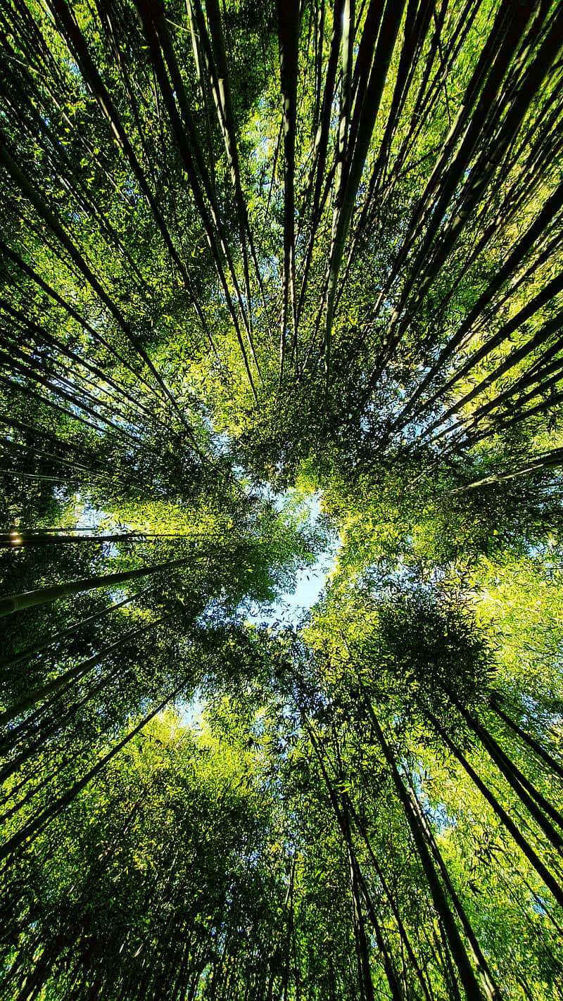 A View Of A Bamboo Forest From The Top Background