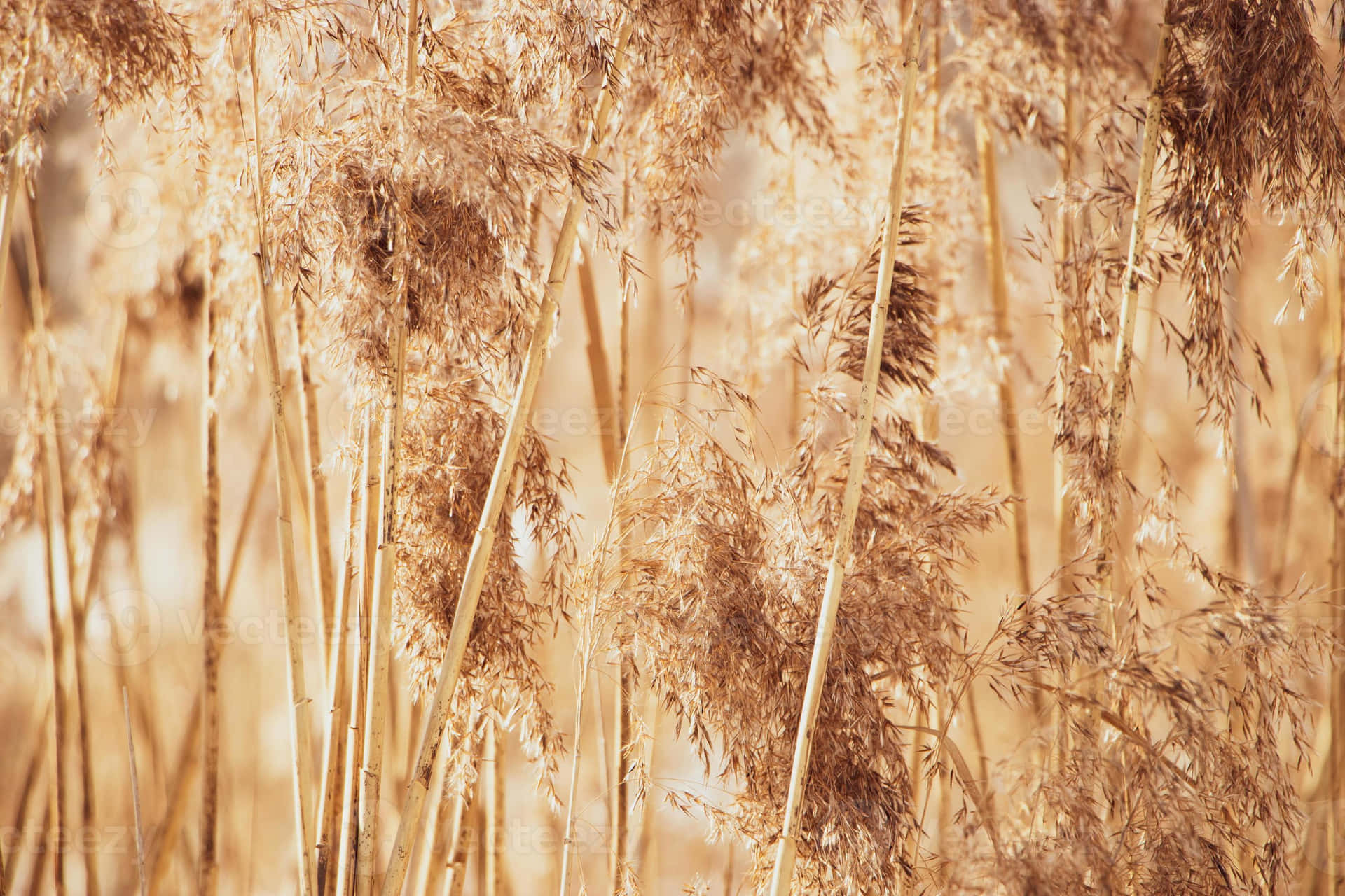 A View Of A Tall Field Of Pampas Grass In The Late Afternoon Background