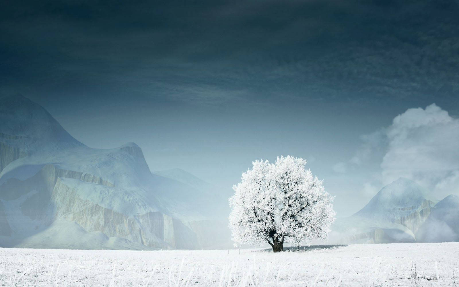 A View Of A White Tree Standing Tall Against A Blue Sky Background