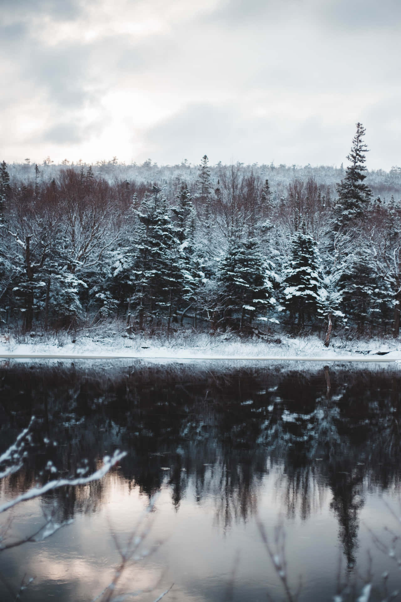 A View Of The Breathtaking Magical Forest Background