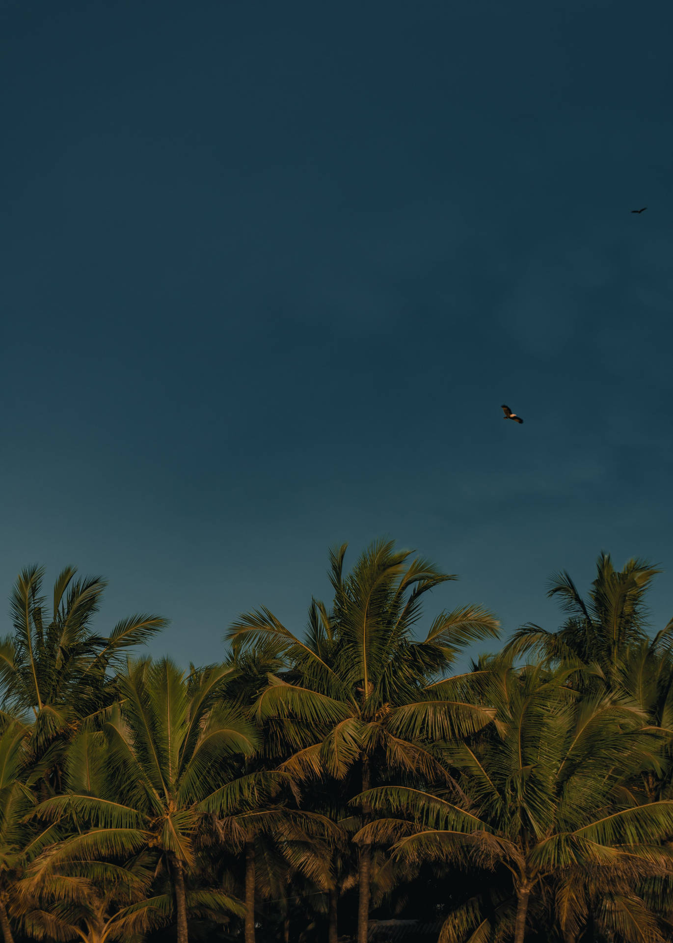 A View Of The Sky Dimly Lit By Coconut Trees