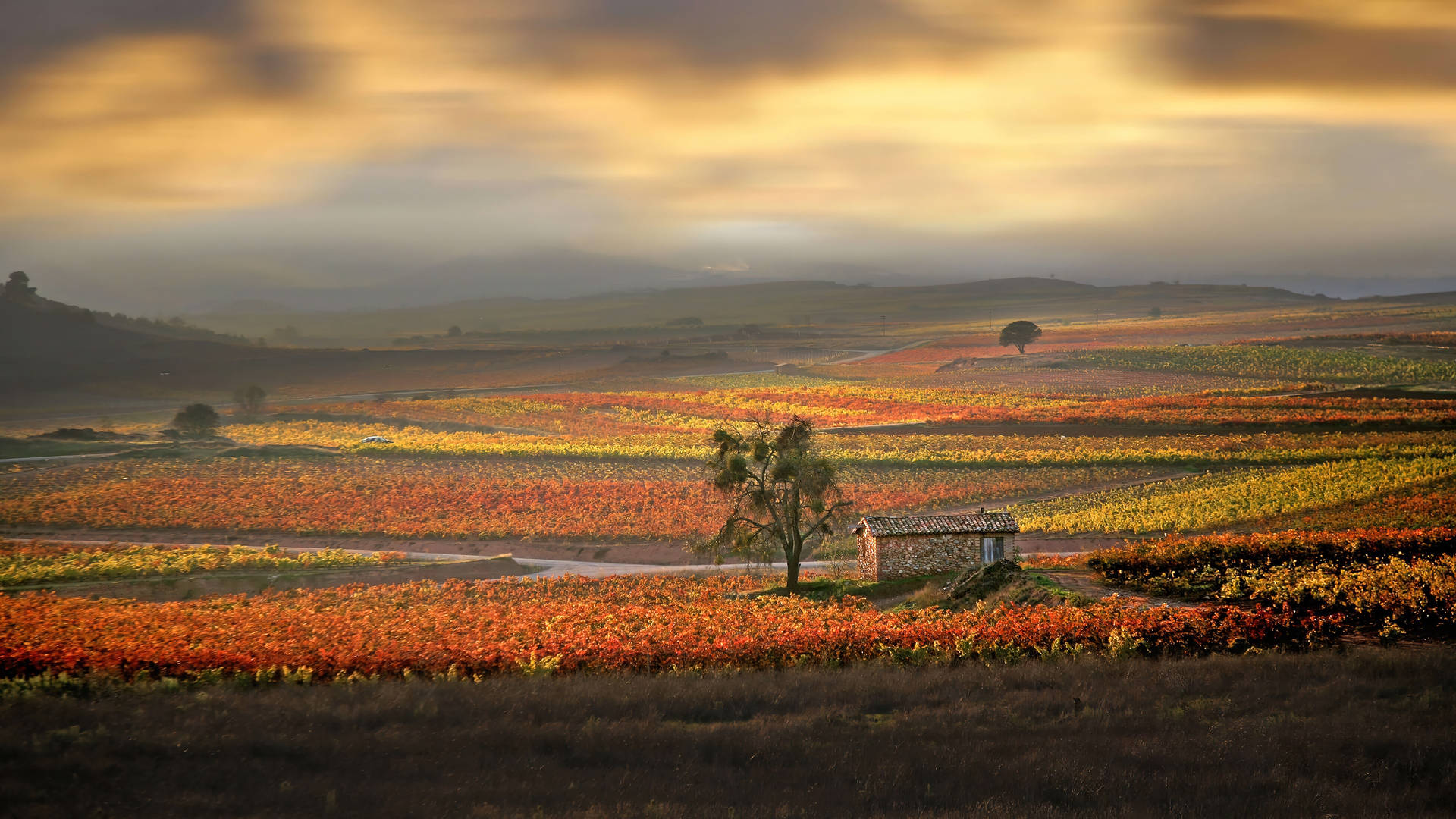 A Vineyard Field With Trees And A House Background