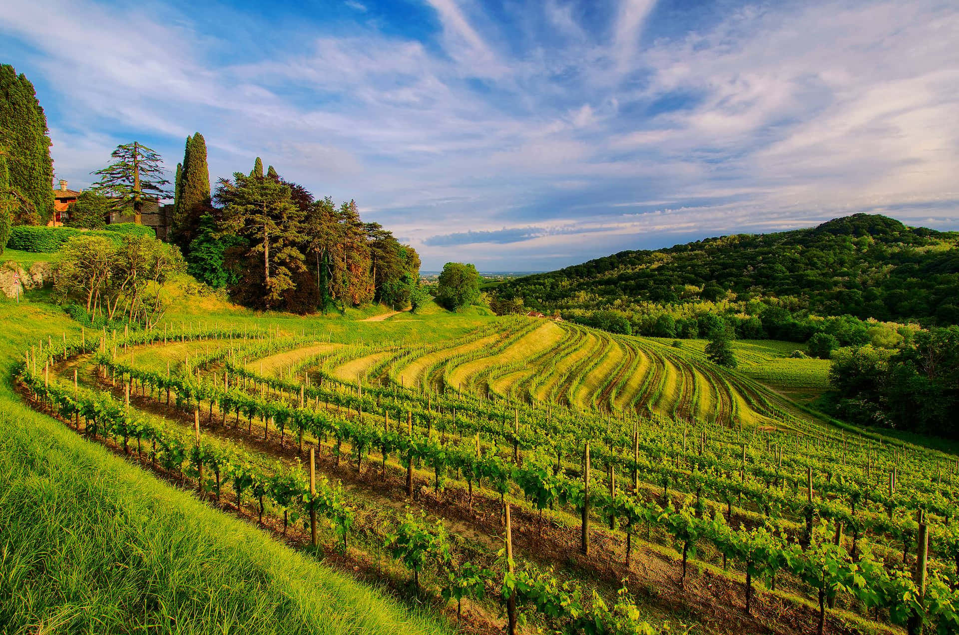 A Vineyard Terrace Background