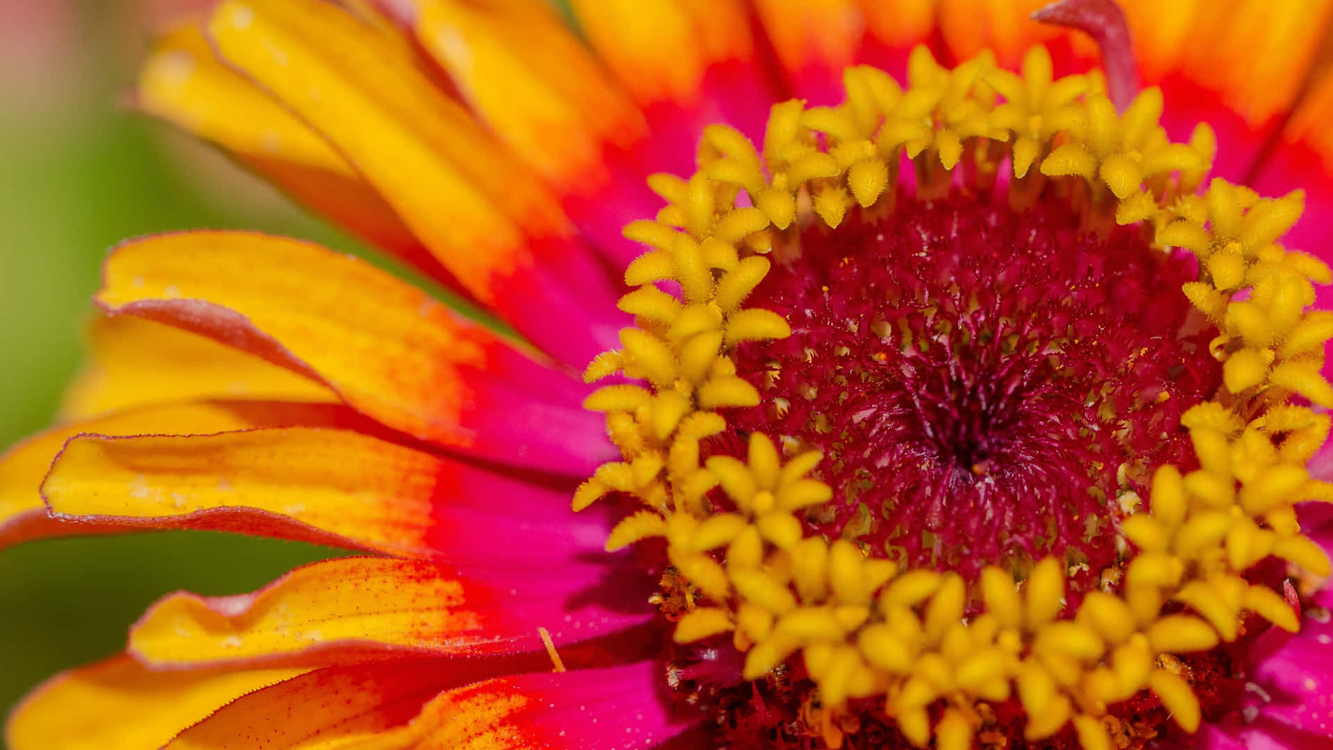 A Vivid Addition To Your Home - Bright Color Background