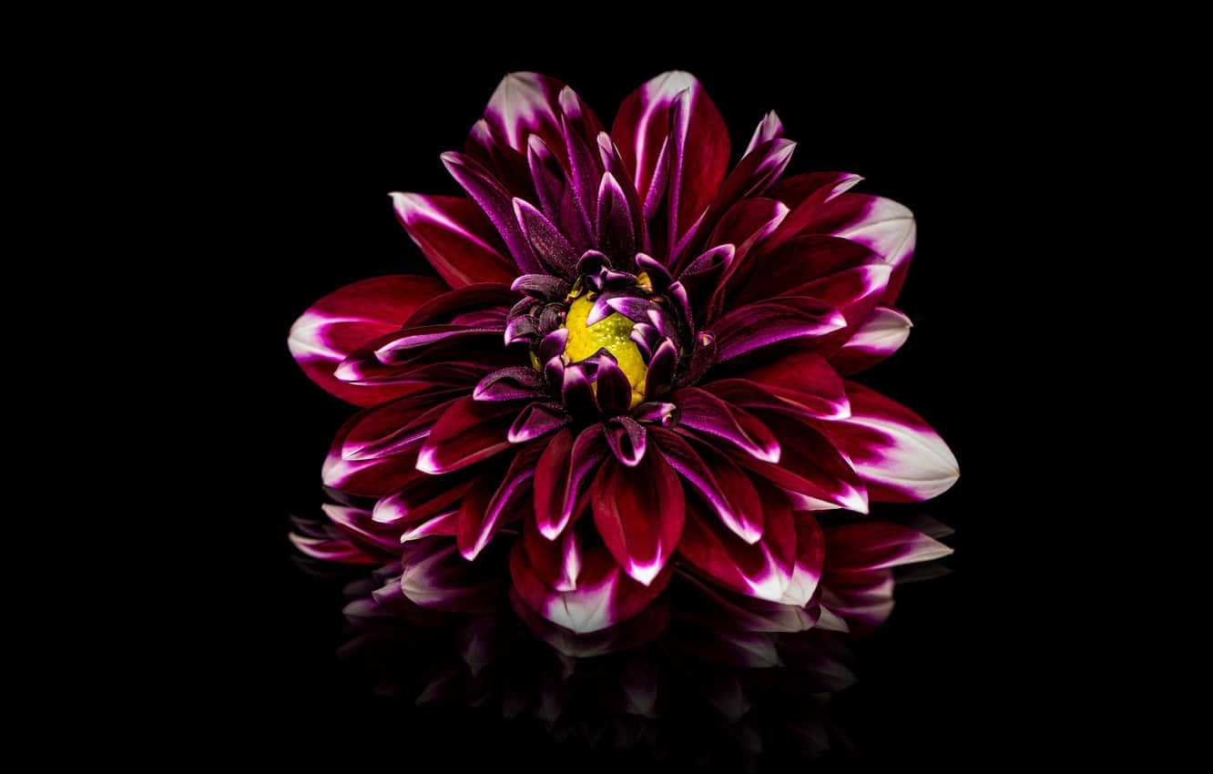 A Vivid Burgundy Flower In Full Bloom Background