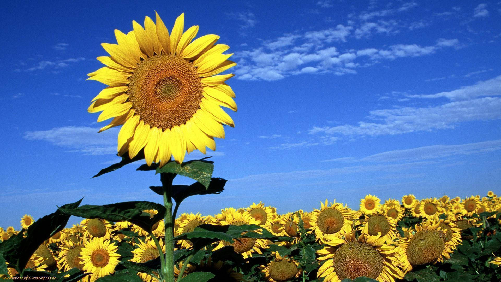 A Vivid, Gorgeous Display Of Sunflowers And Roses Background