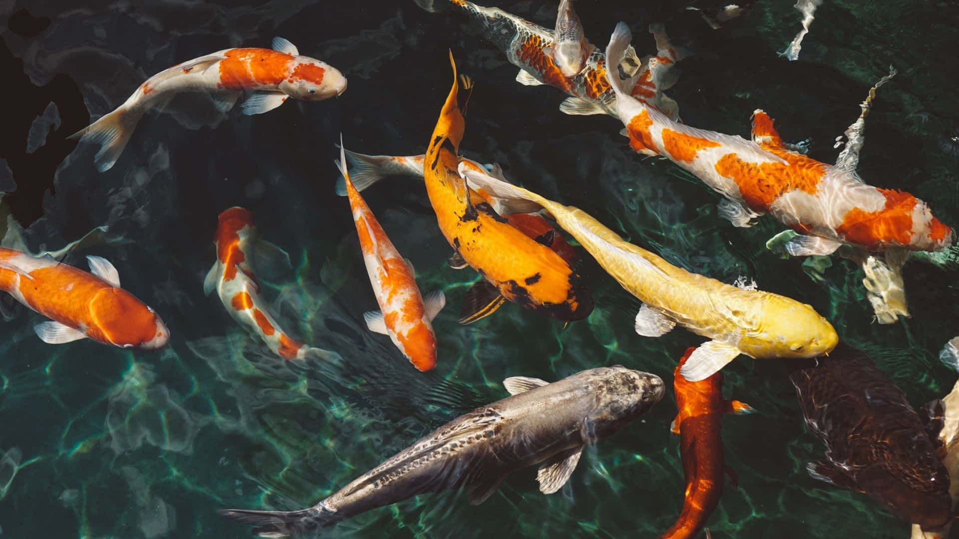 A Vivid Red Discus Fish Swimming In An Aquatic Environment