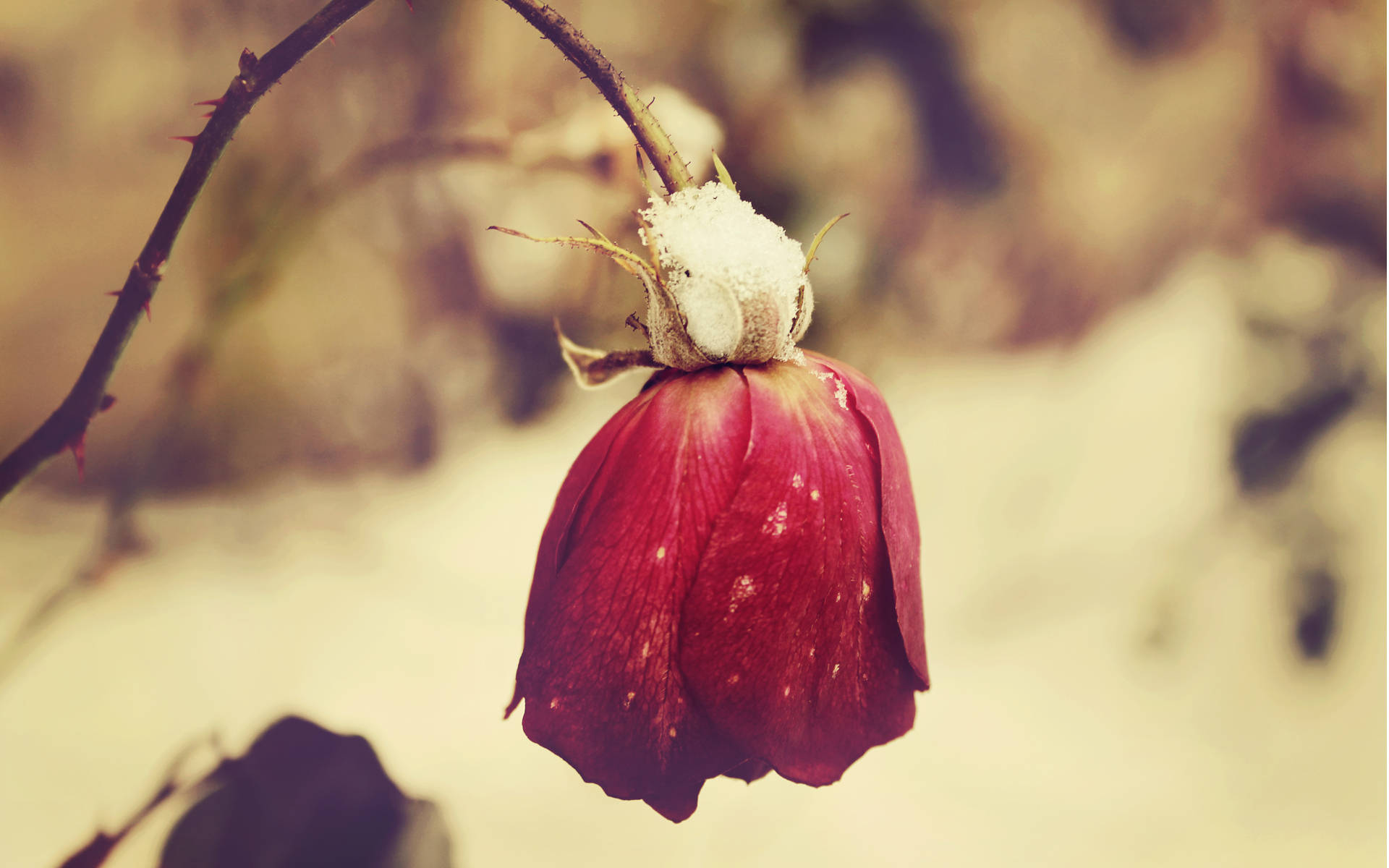 A Vivid Red Rose Drooping In The Crisp Winter Atmosphere Background