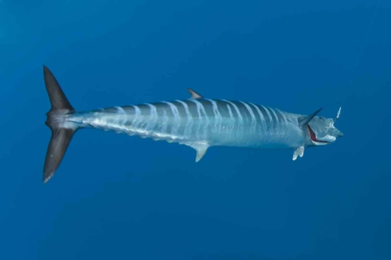 A Wahoo Fish Swimming In The Deep Blue Sea