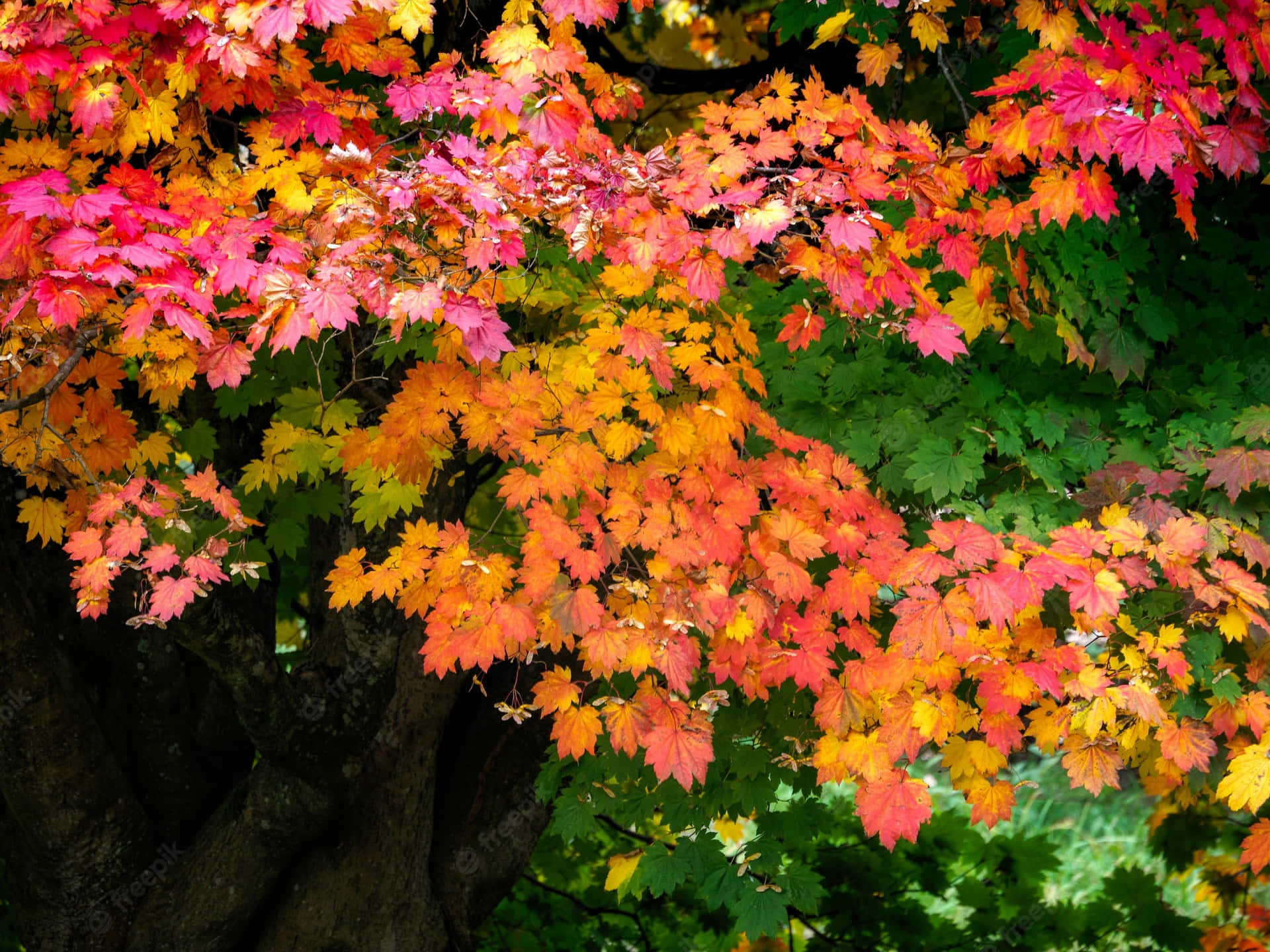 A Walk Through An Early Fall Woodland