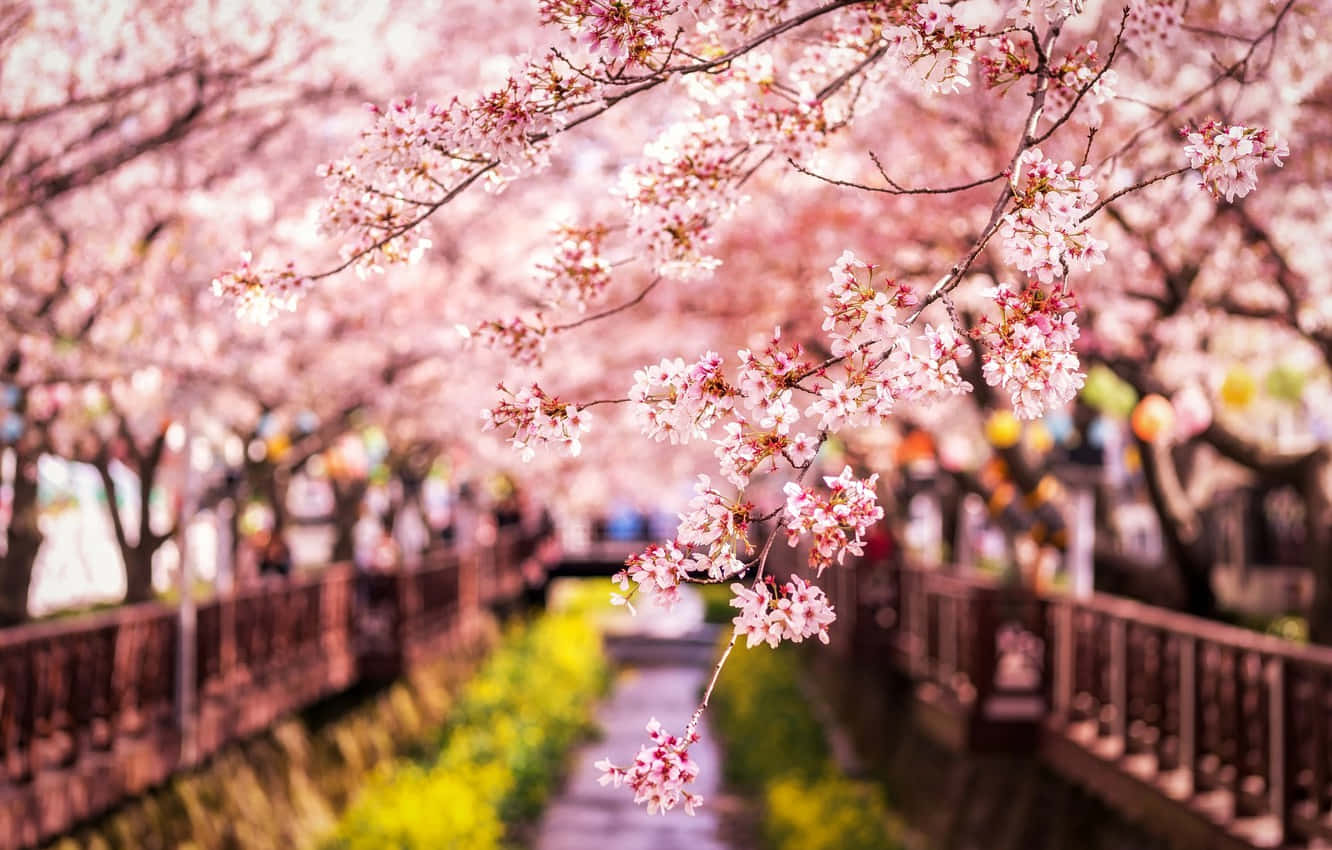 A Walkway With Pink Blossoms And A Bridge Background