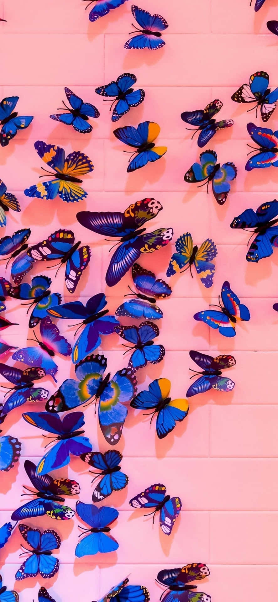 A Wall Of Butterflies On A Pink Wall Background