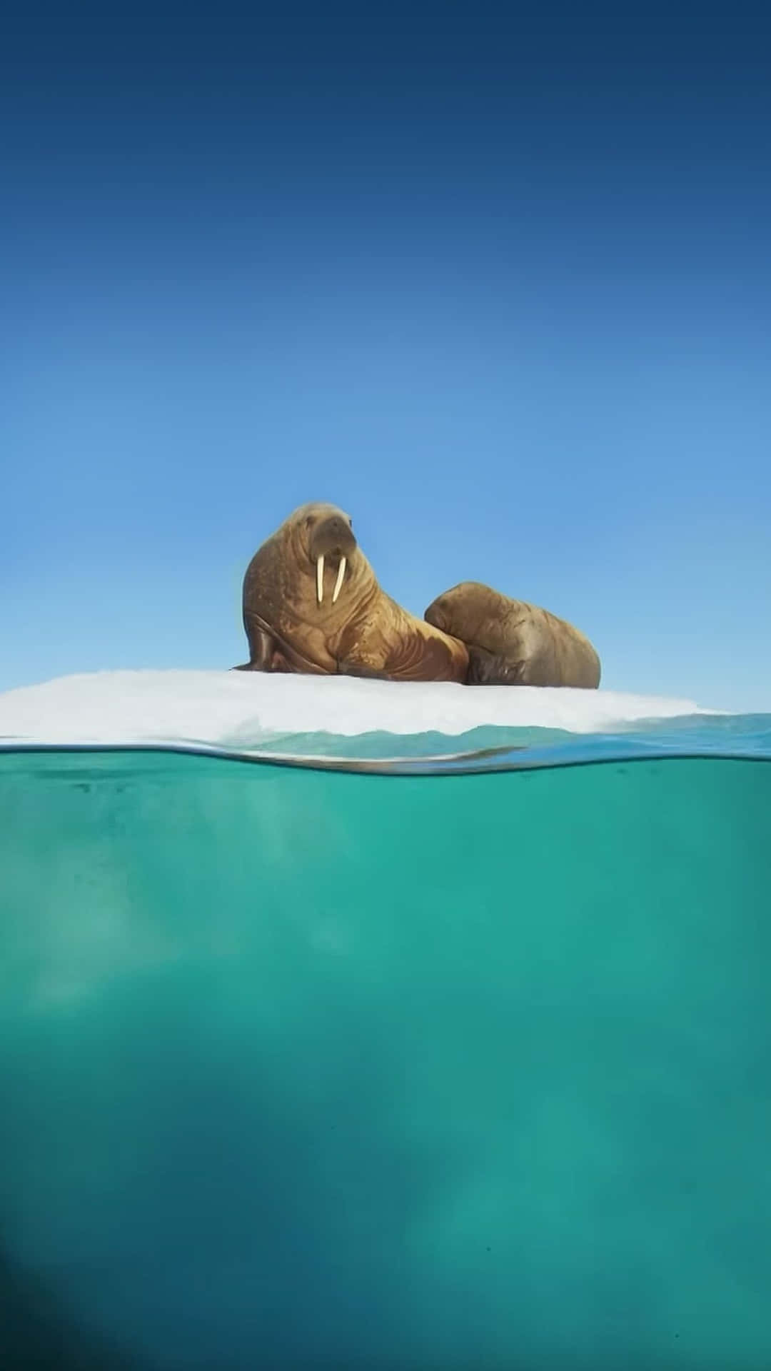 A Walrus Is Lying On Top Of An Iceberg Background