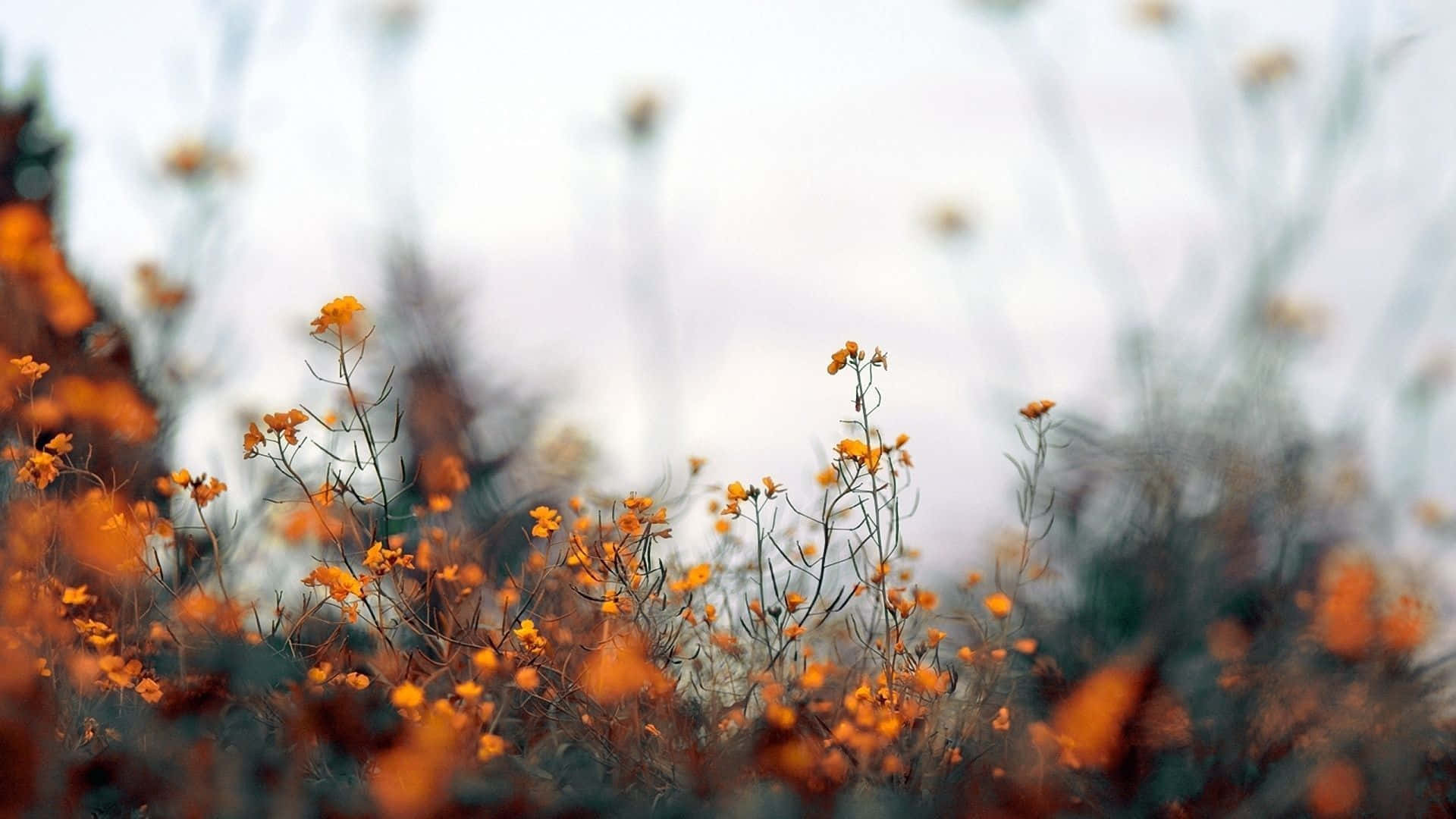 A Warm Fall Afternoon, Perfect For Sitting Outside With Your Macbook Background