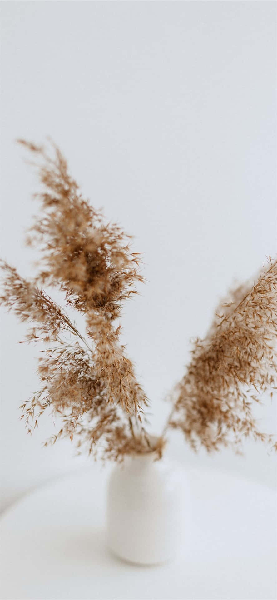 A Warm Pattern Of Brown And White Showcasing Natural Elegance Background