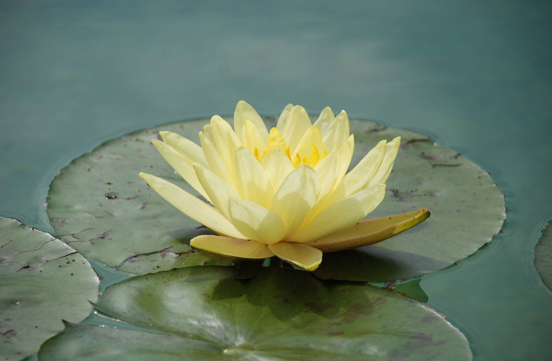 A Warm Yellow Water Lily Resting On Top Of Still Blue Waters. Background