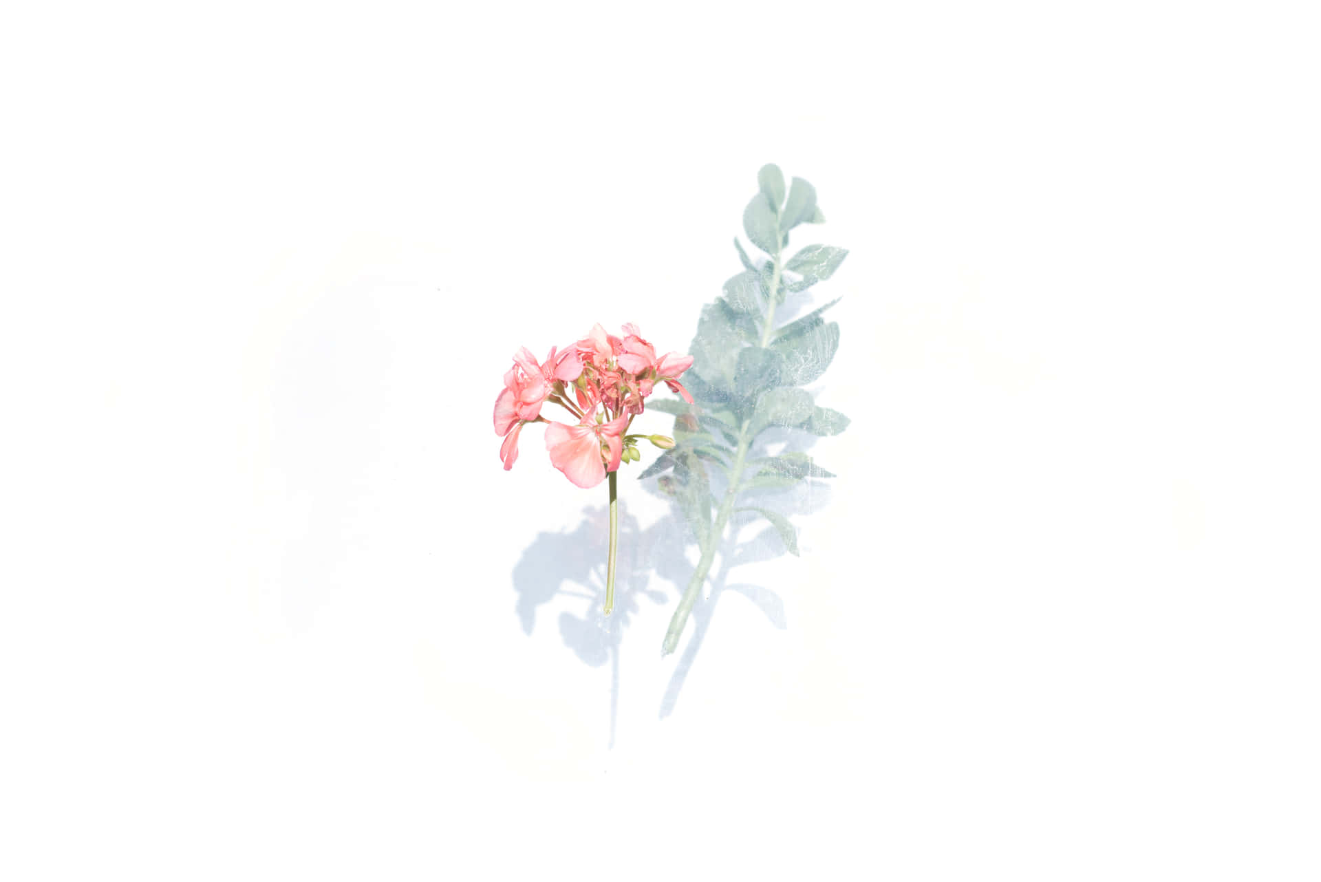 A Watercolor Painting Of A Pink Flower And Green Leaves Background