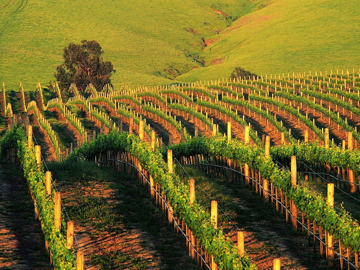 A Wavy Vineyard Background