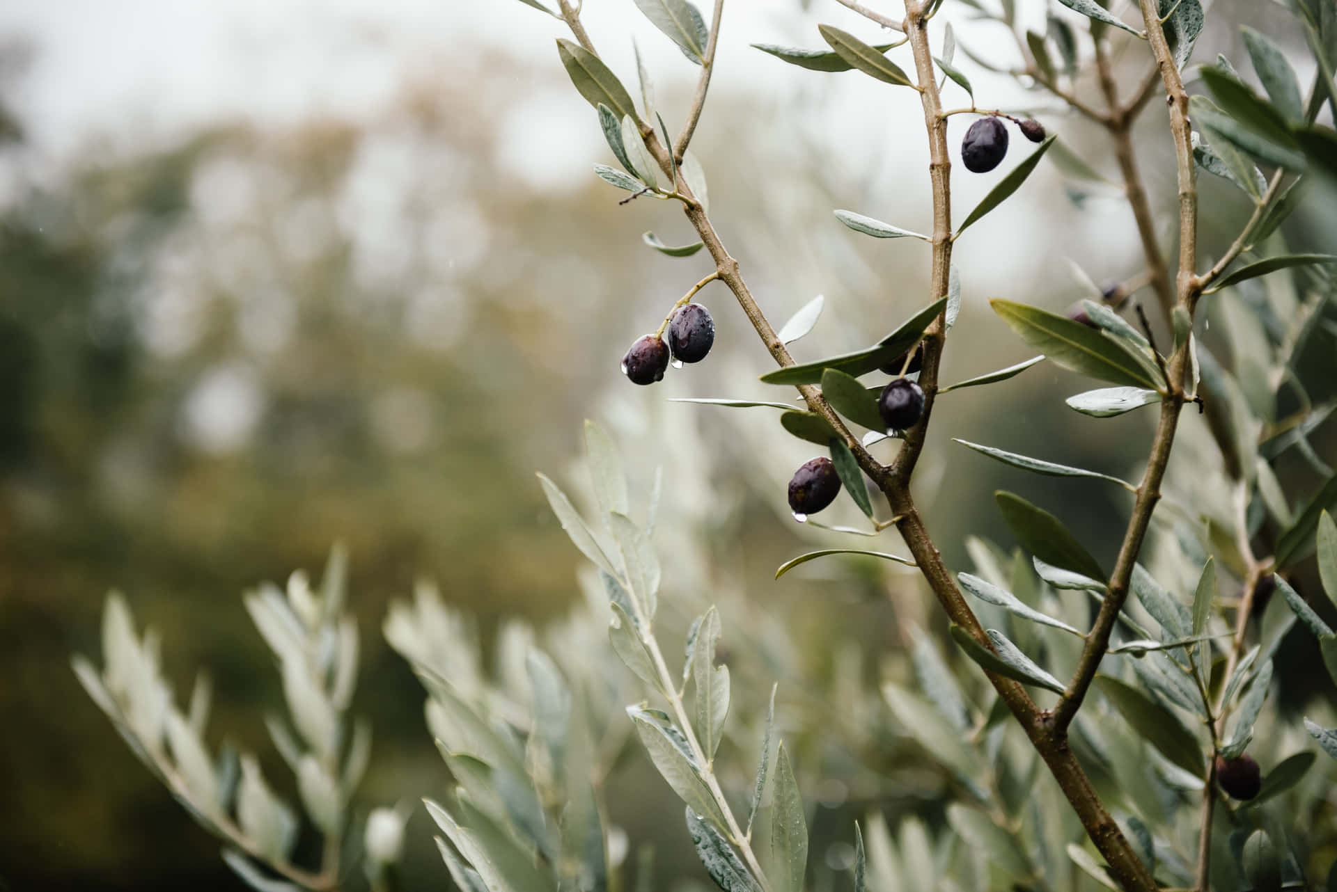 A Weather-beaten Olive Tree Overlooking A Tranquil Mediterranean Sea. Background