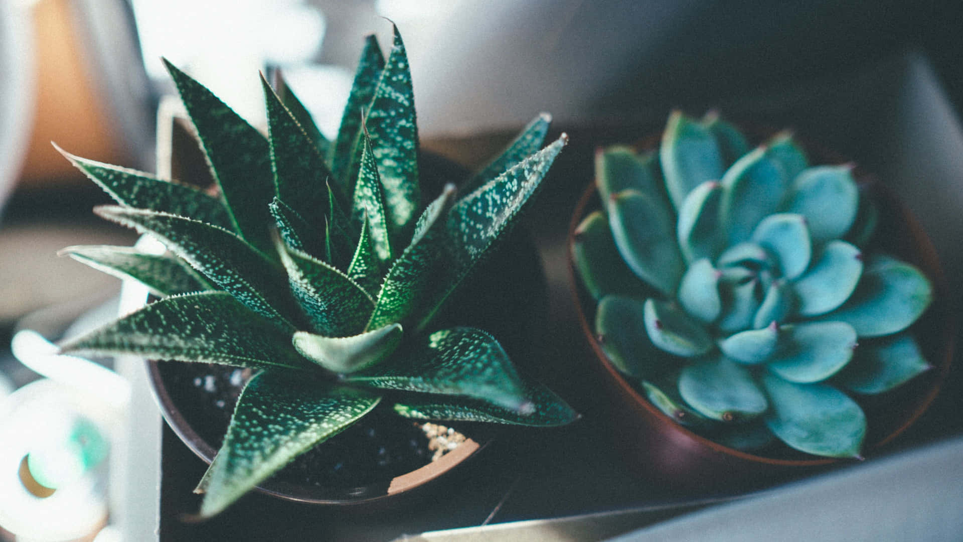 A Whimsical Potted Plant That Has A Charming And Cute Aesthetic Background