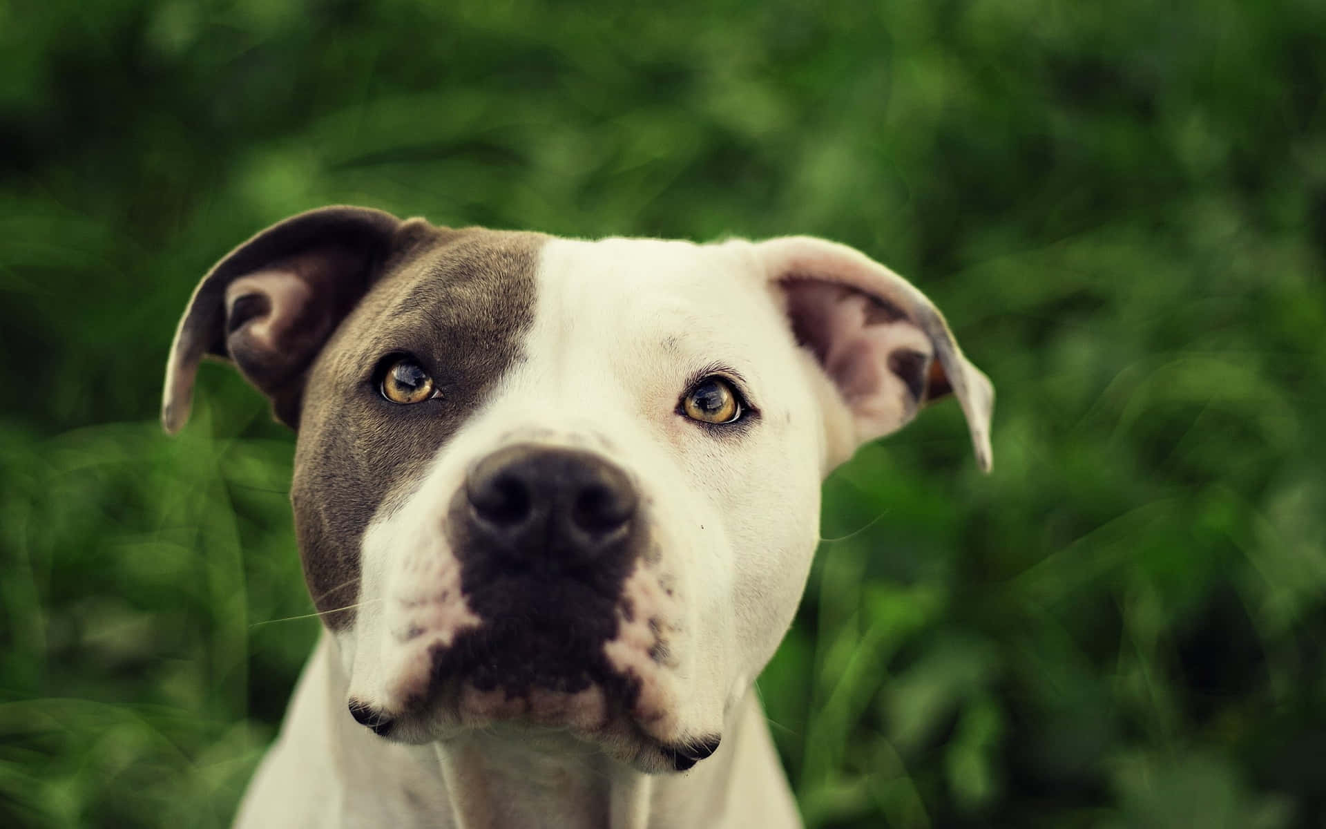 A White And Brown Dog Is Standing In The Grass Background