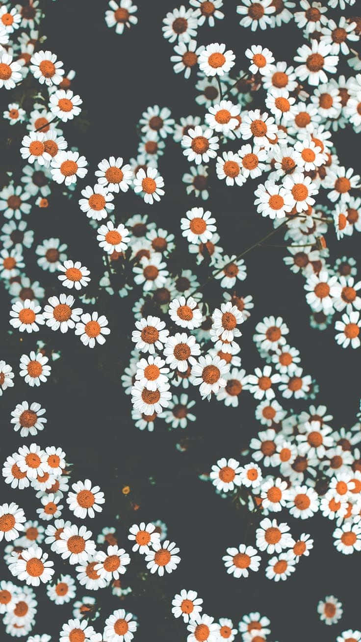 A White And Orange Flower Pattern On A Black Background