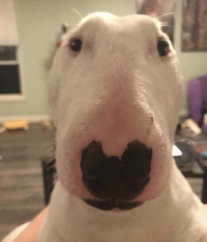 A White Bull Terrier With A Nose Sticking Out Background