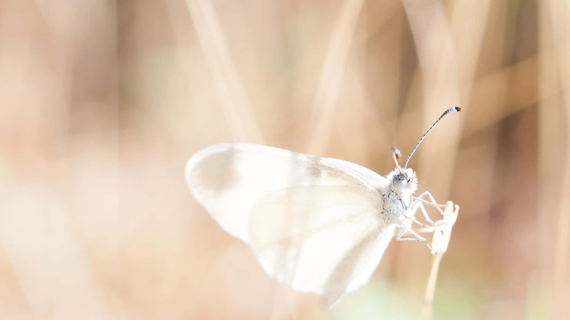 A White Butterfly Soaring Through The Sky Background
