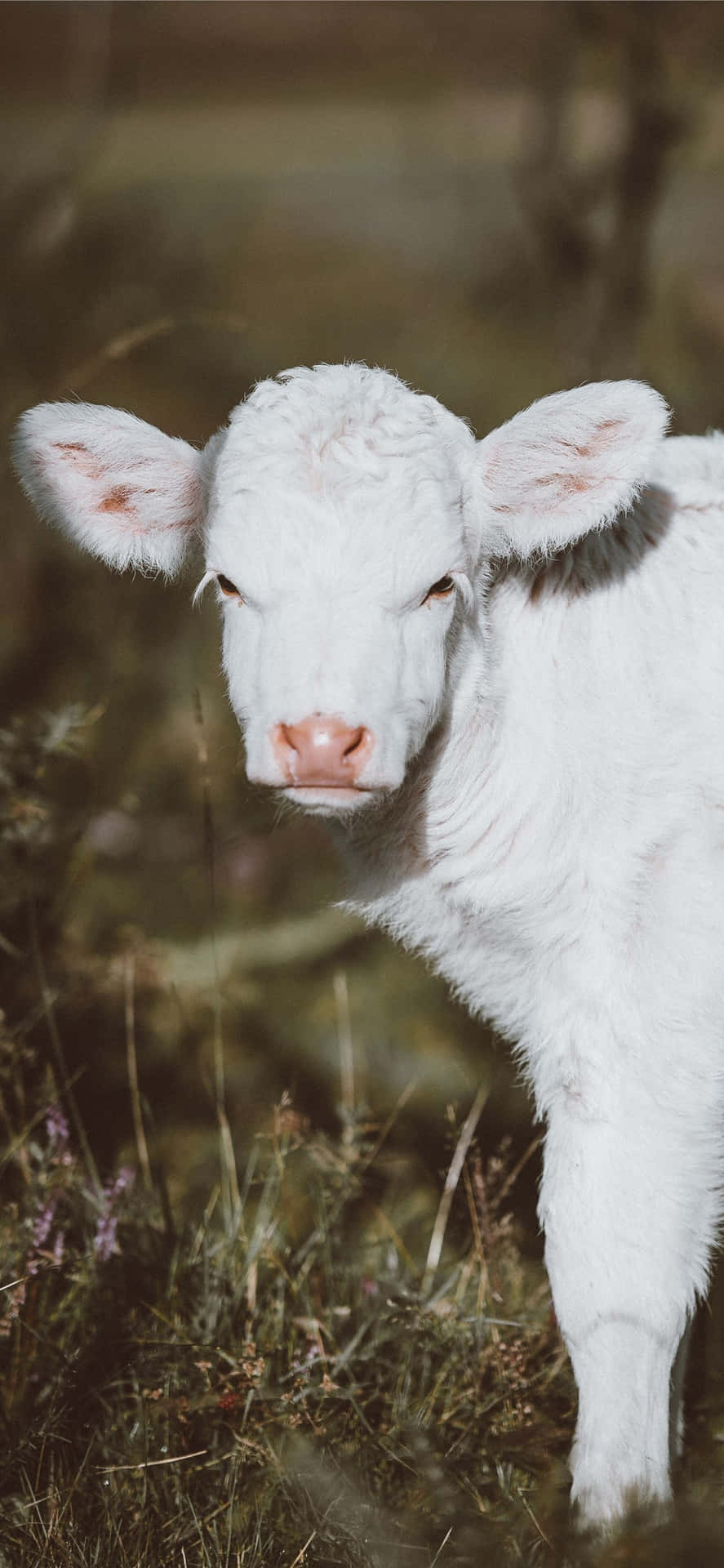 A White Calf Standing In The Grass Background