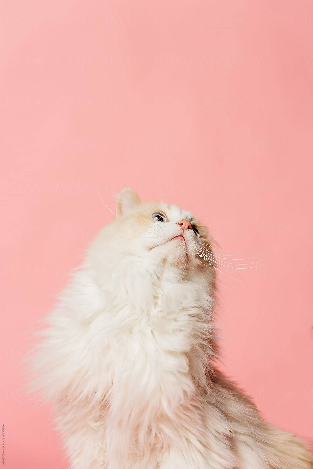 A White Cat Is Looking Up At The Camera