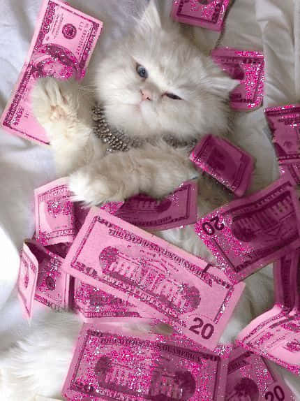 A White Cat Laying On A Bed With Pink Money Background